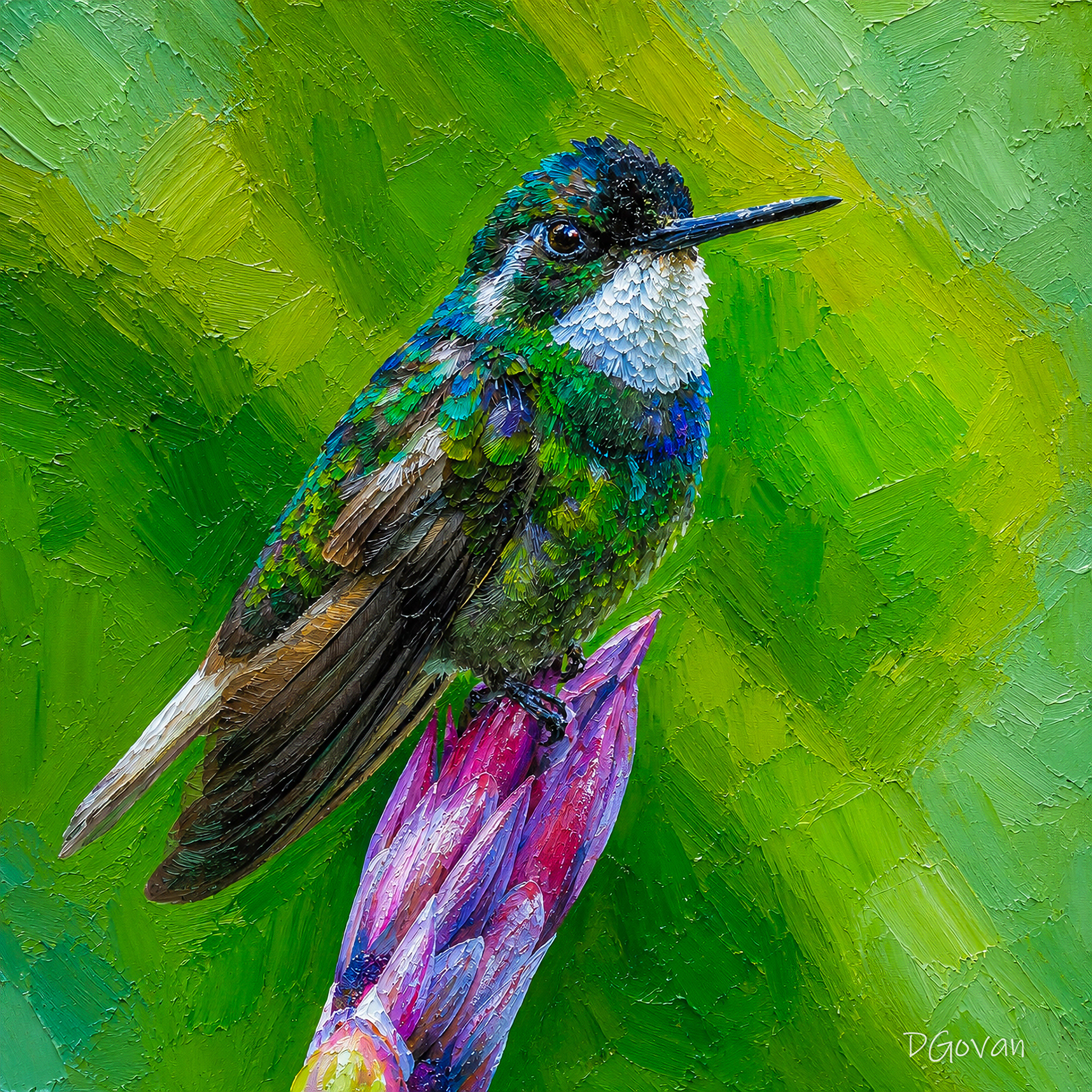 White-throated Mountaingem - Costa Rica