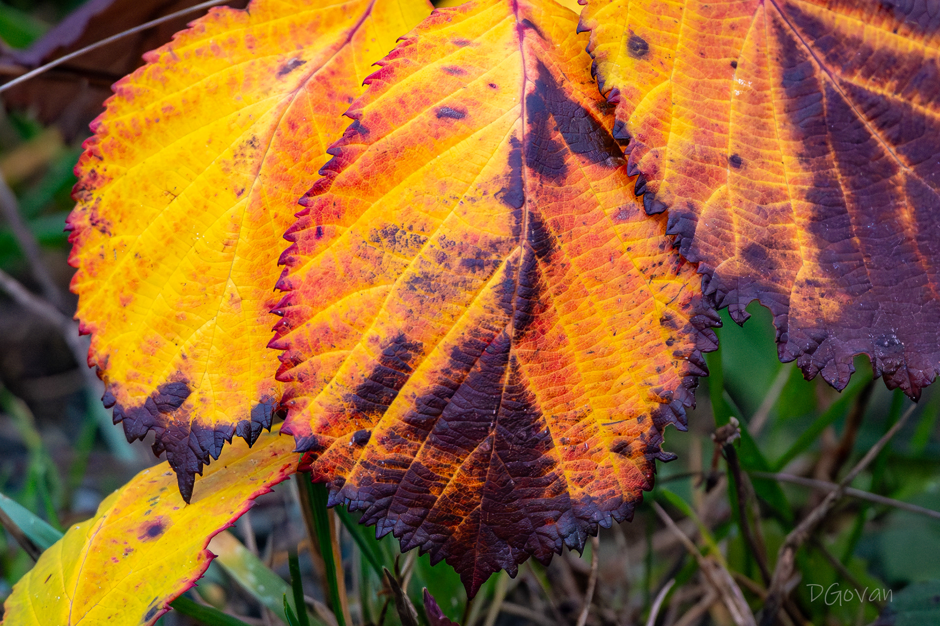 Fall Leaves