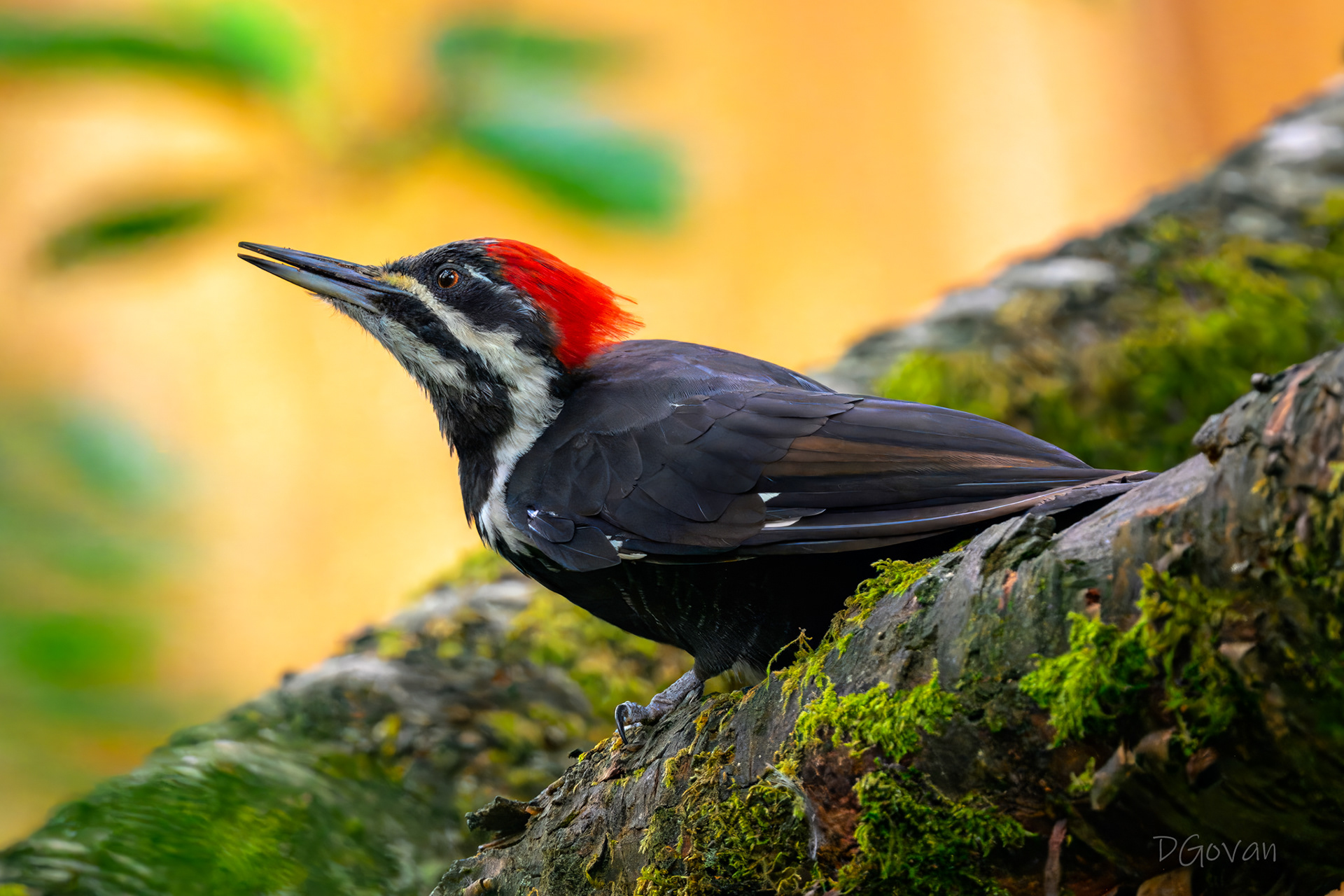 Female Pileated