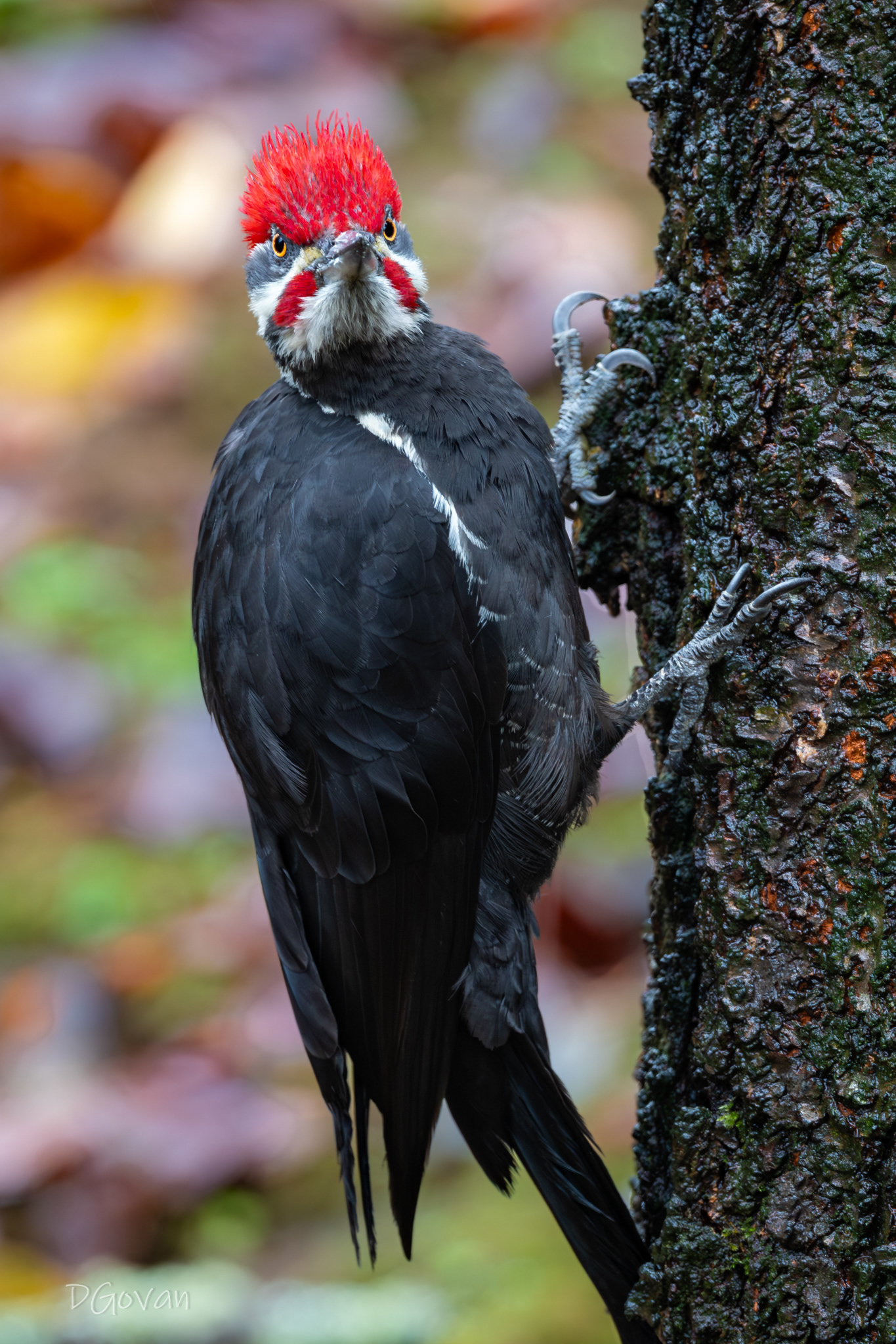 Bad @$$! - Male Pileated