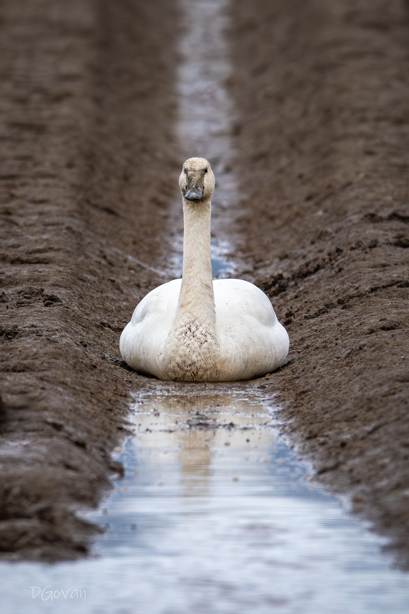Mud Bath