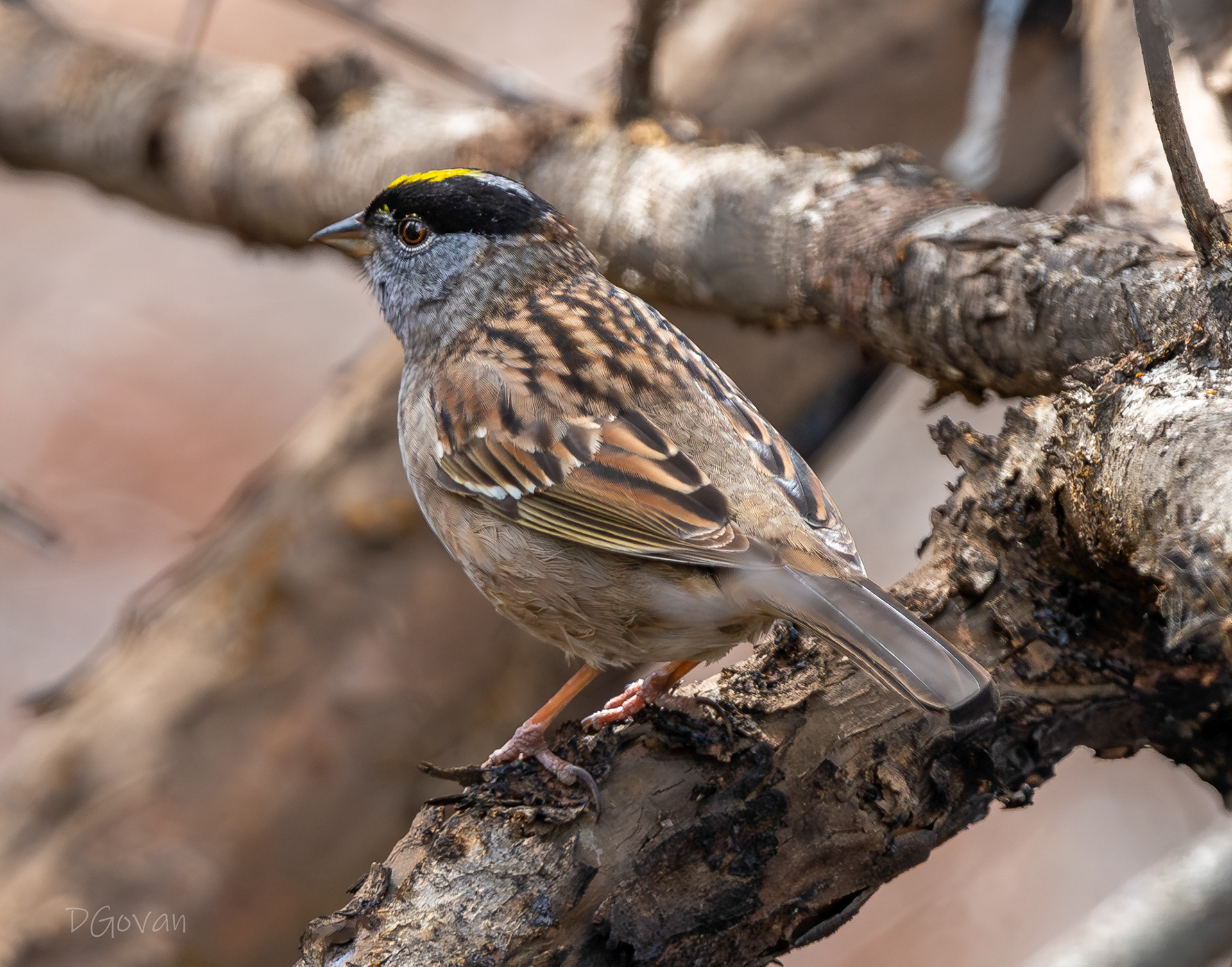 Golden-crowned Sparrow