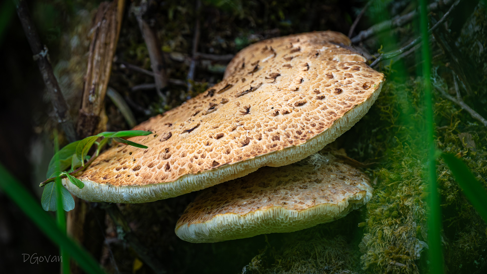 Dryad's Saddle