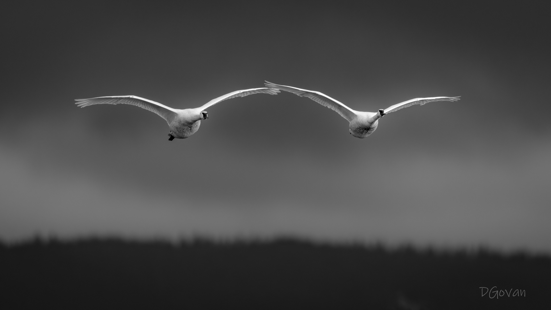 Trumpeter Swans