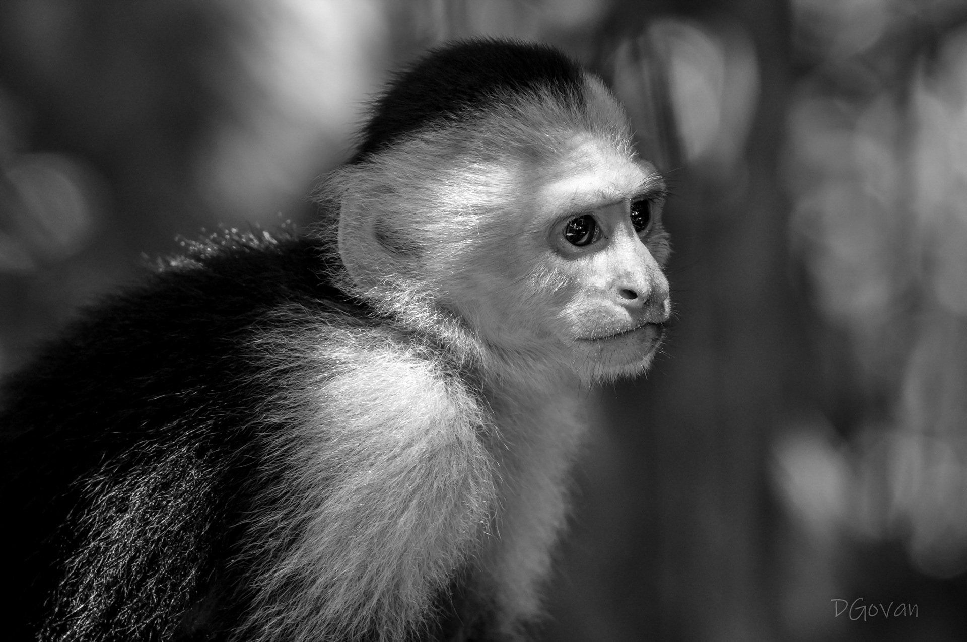White-faced Capuchin - Costa Rica