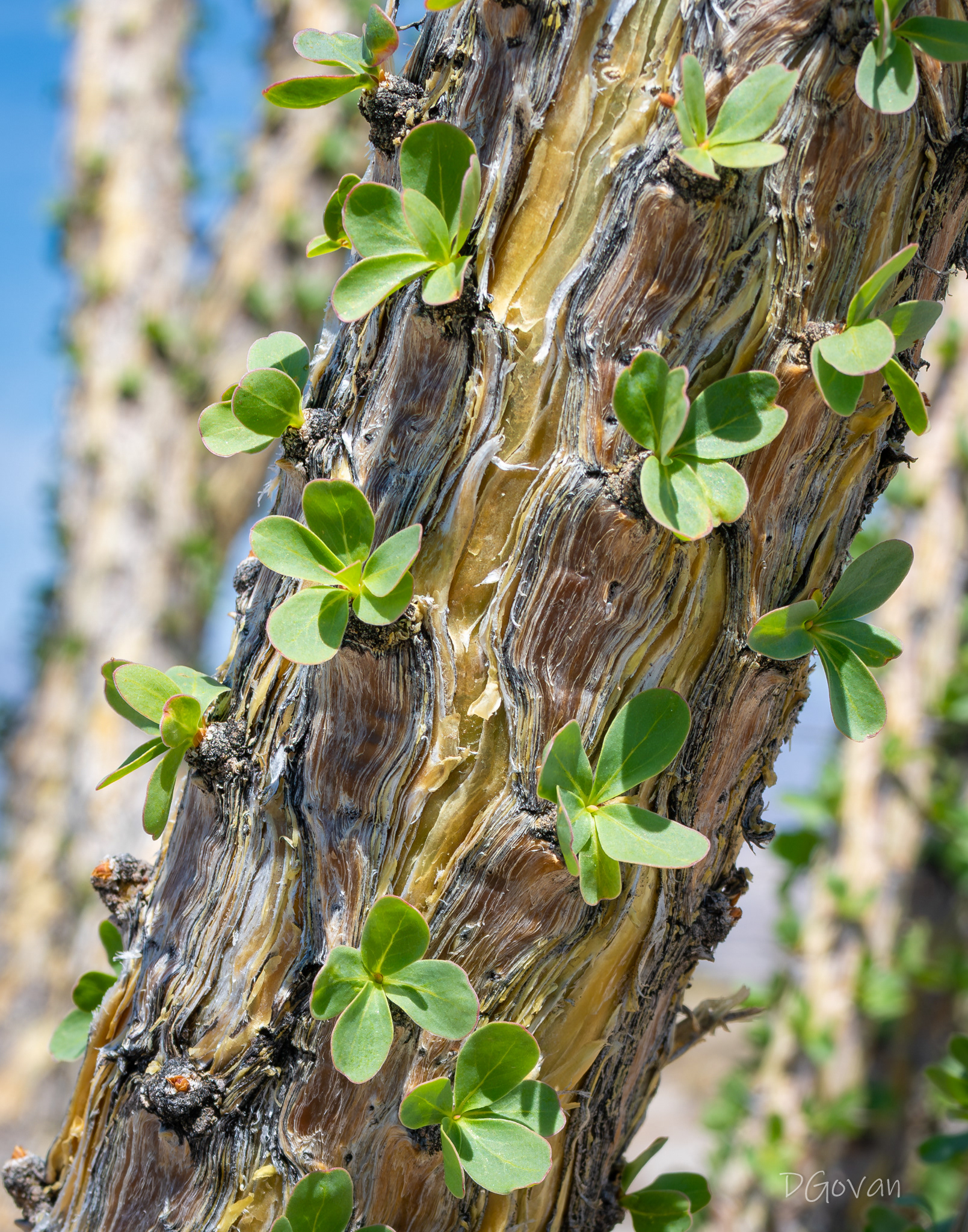 Ocotillo Leaf Buds