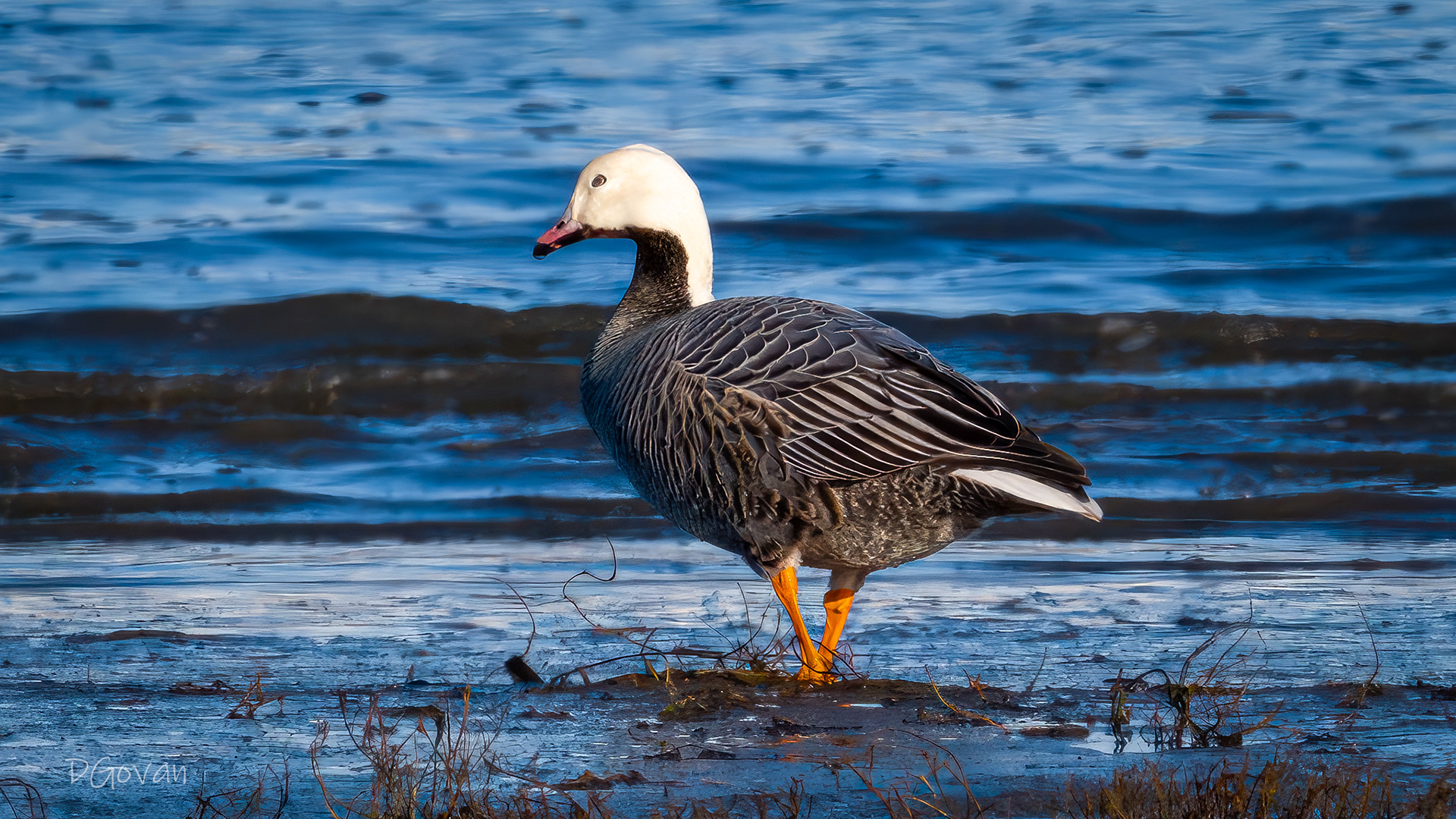 Emperor Goose