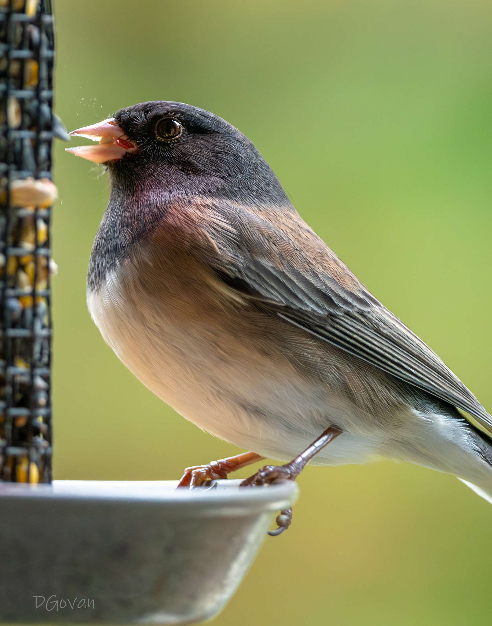 Crunch! Dark-eyed Junco
