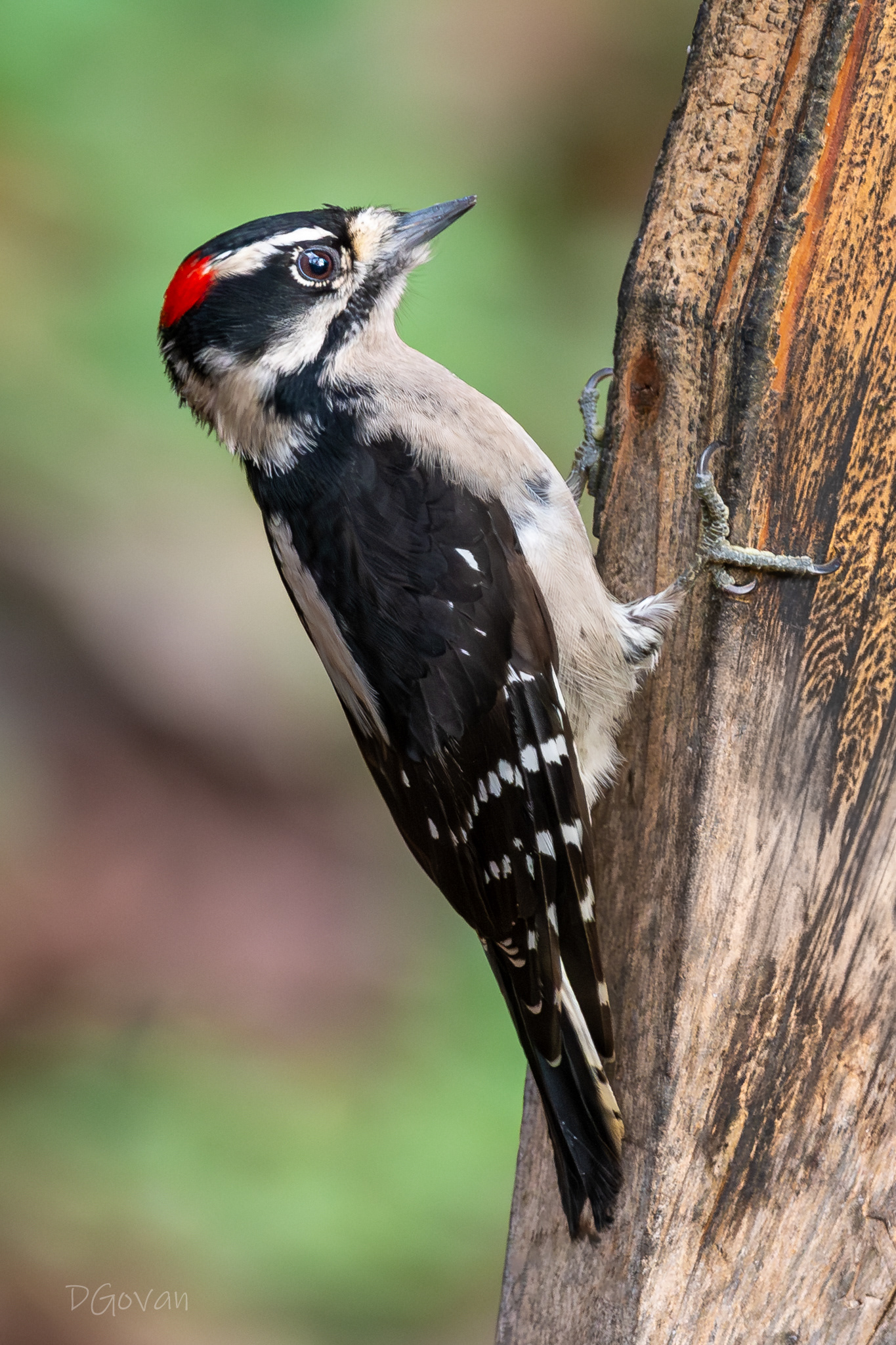 Downy Woodpecker Male