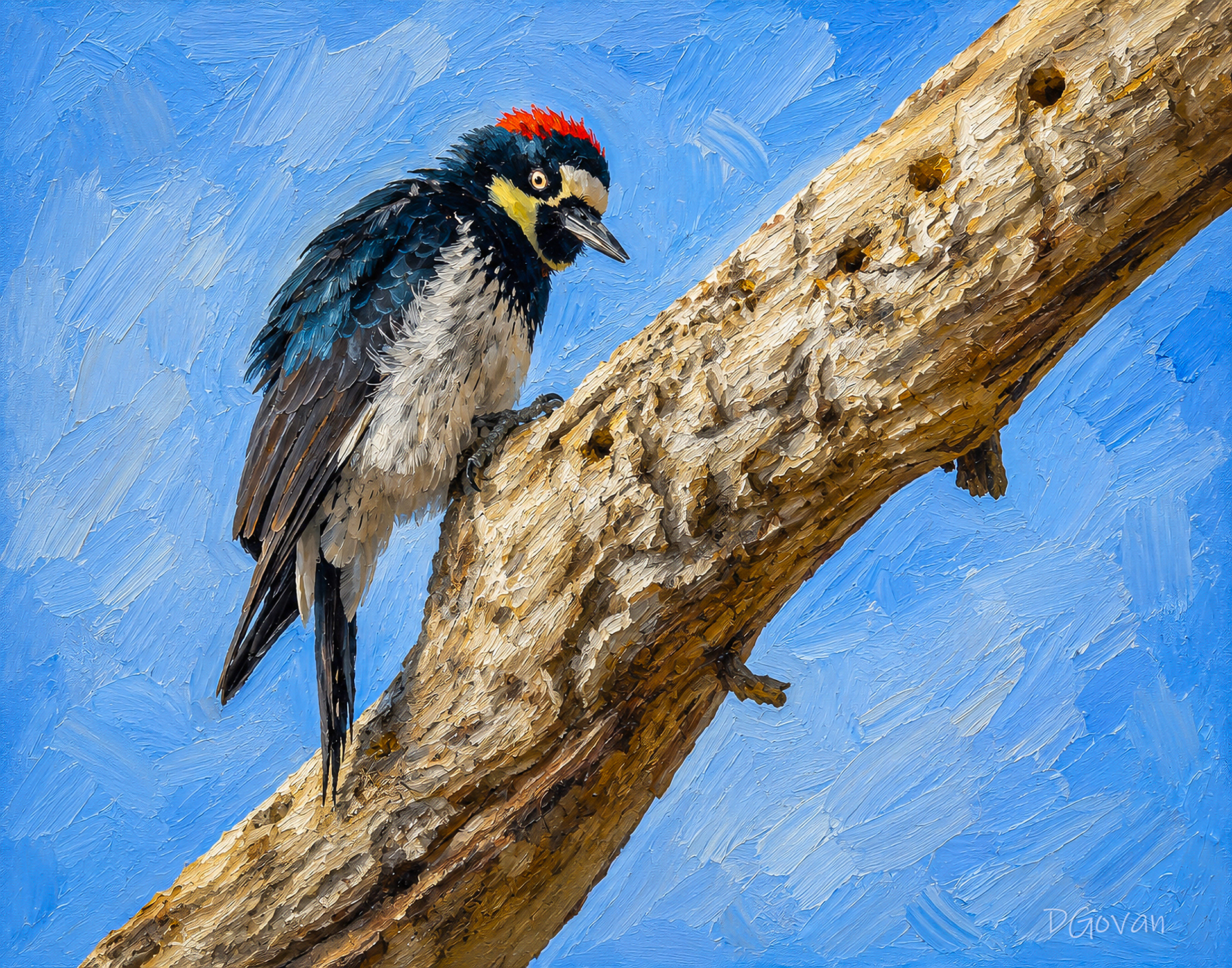 Acorn Woodpecker