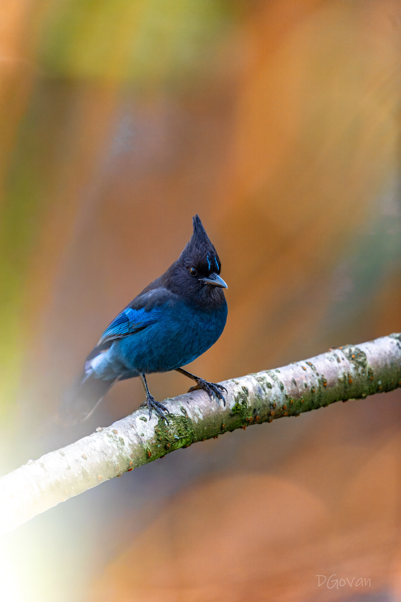 Steller's Jay