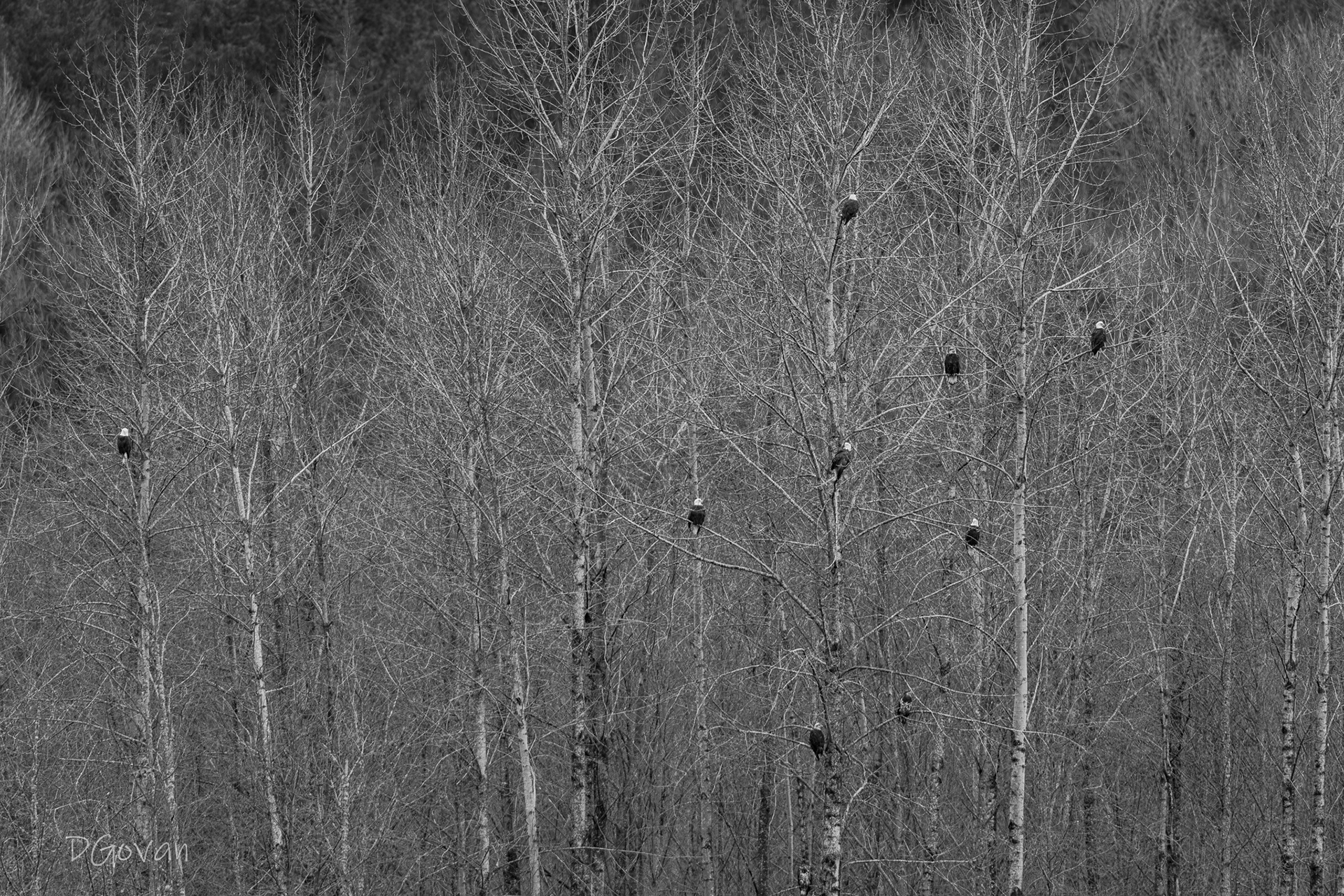 Winter Eales