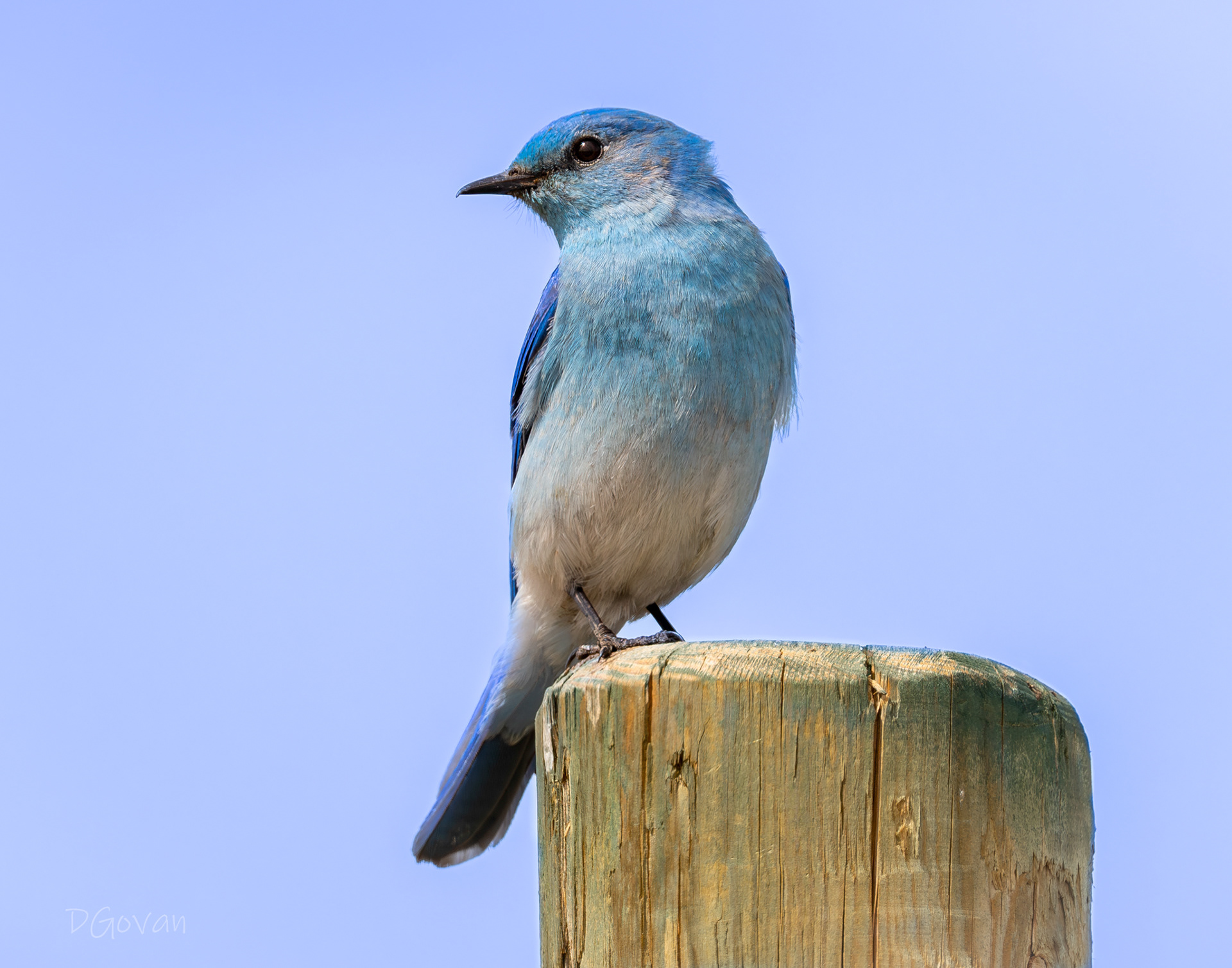 Mountain Bluebird