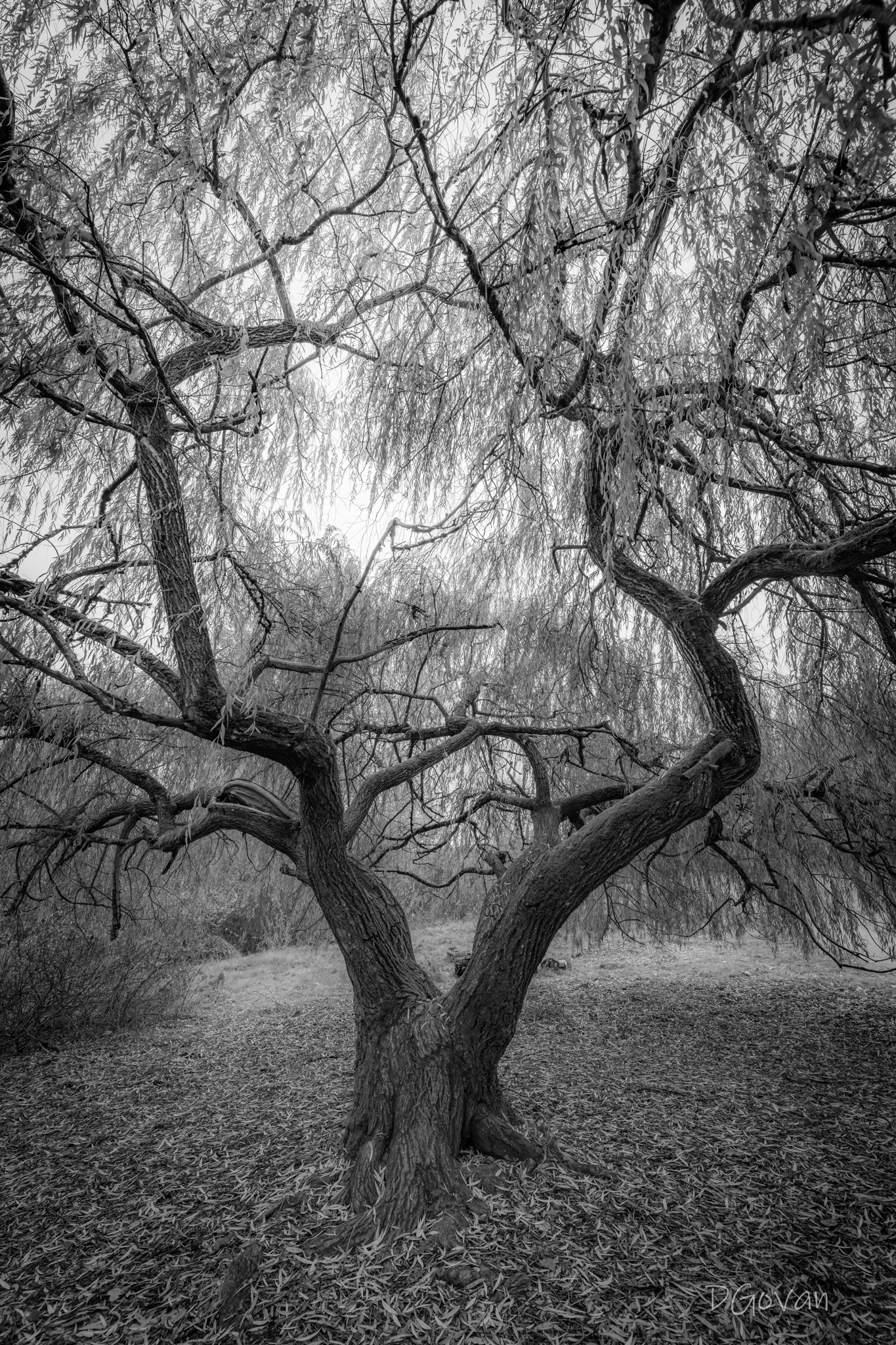 Willow