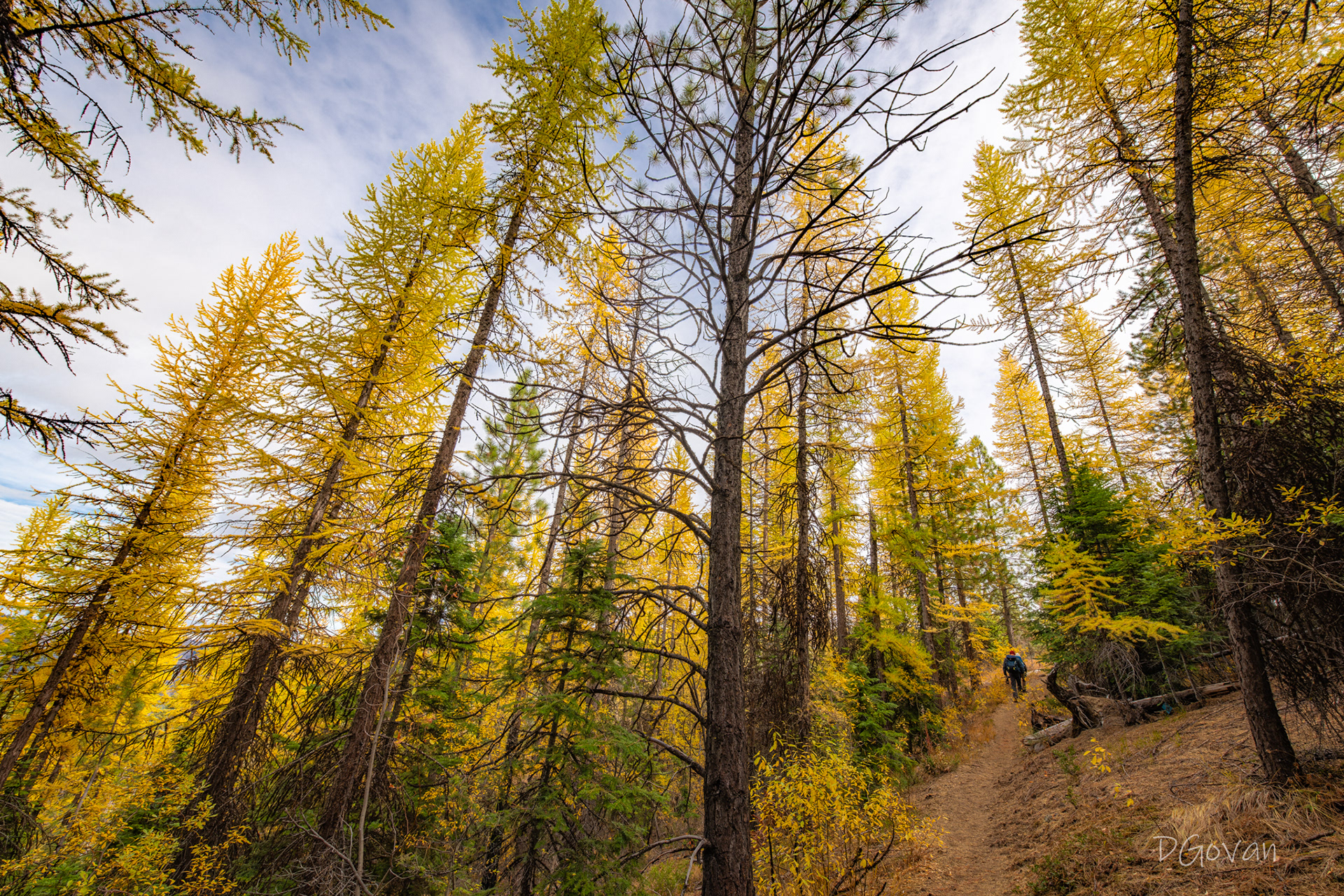Giant Larches