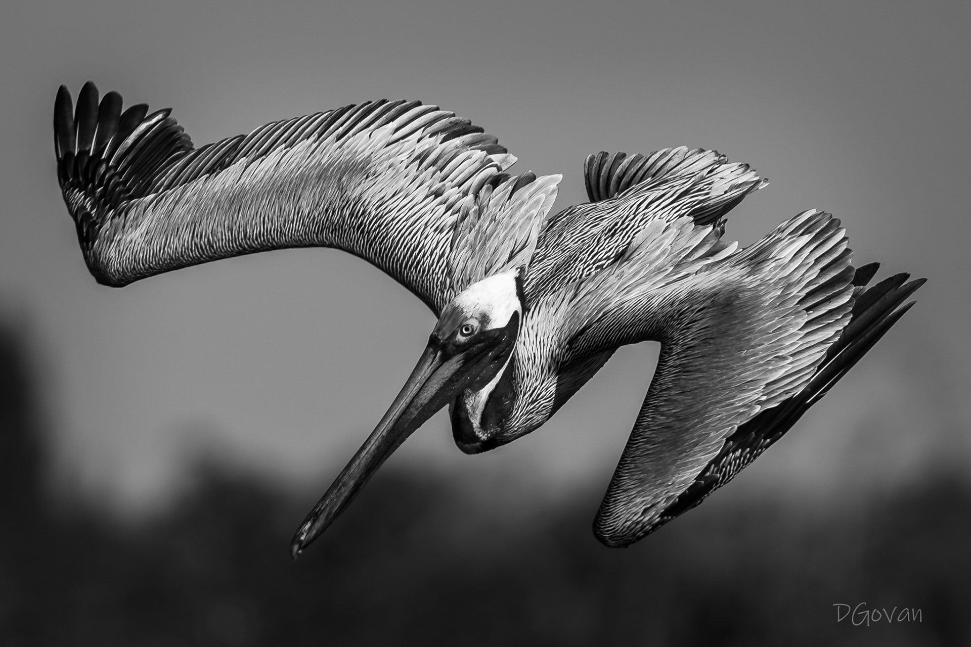 Dive Bomber - Brown Pelican