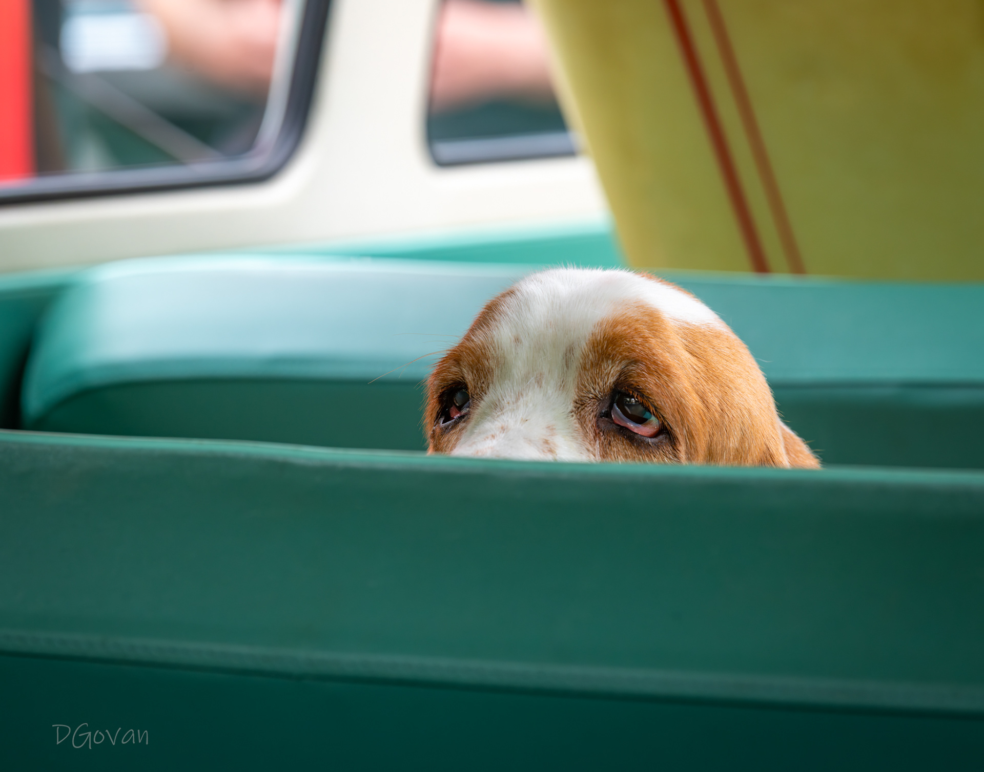 Old Hound Dog in a Surfer Van