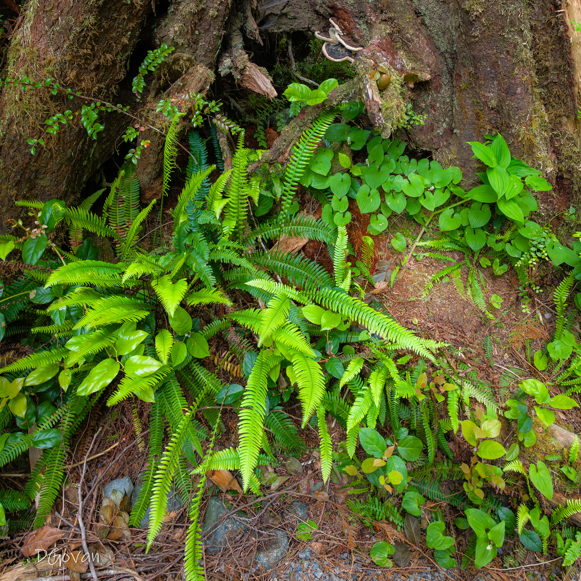 Forest Bouquet