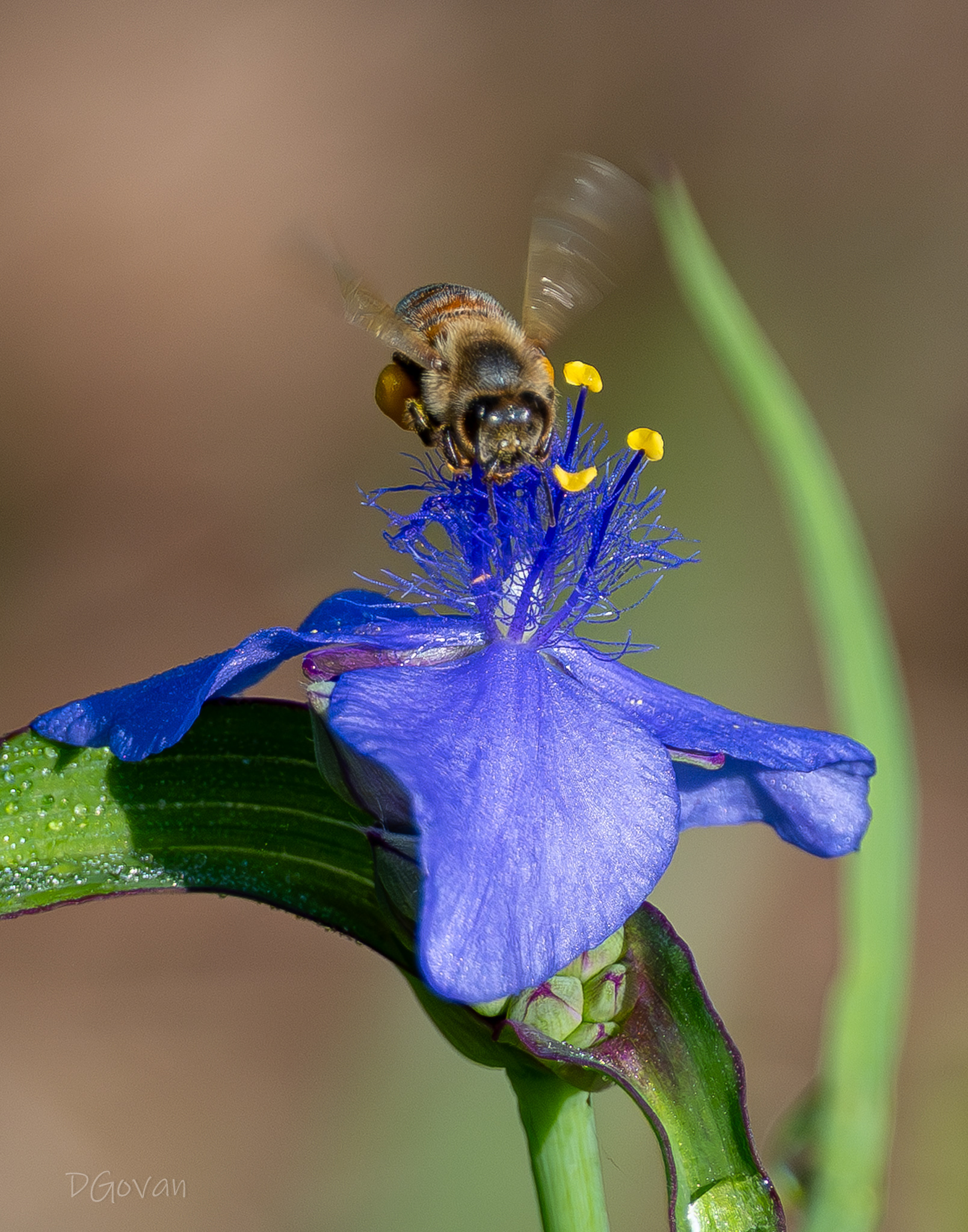 Bee and Flower