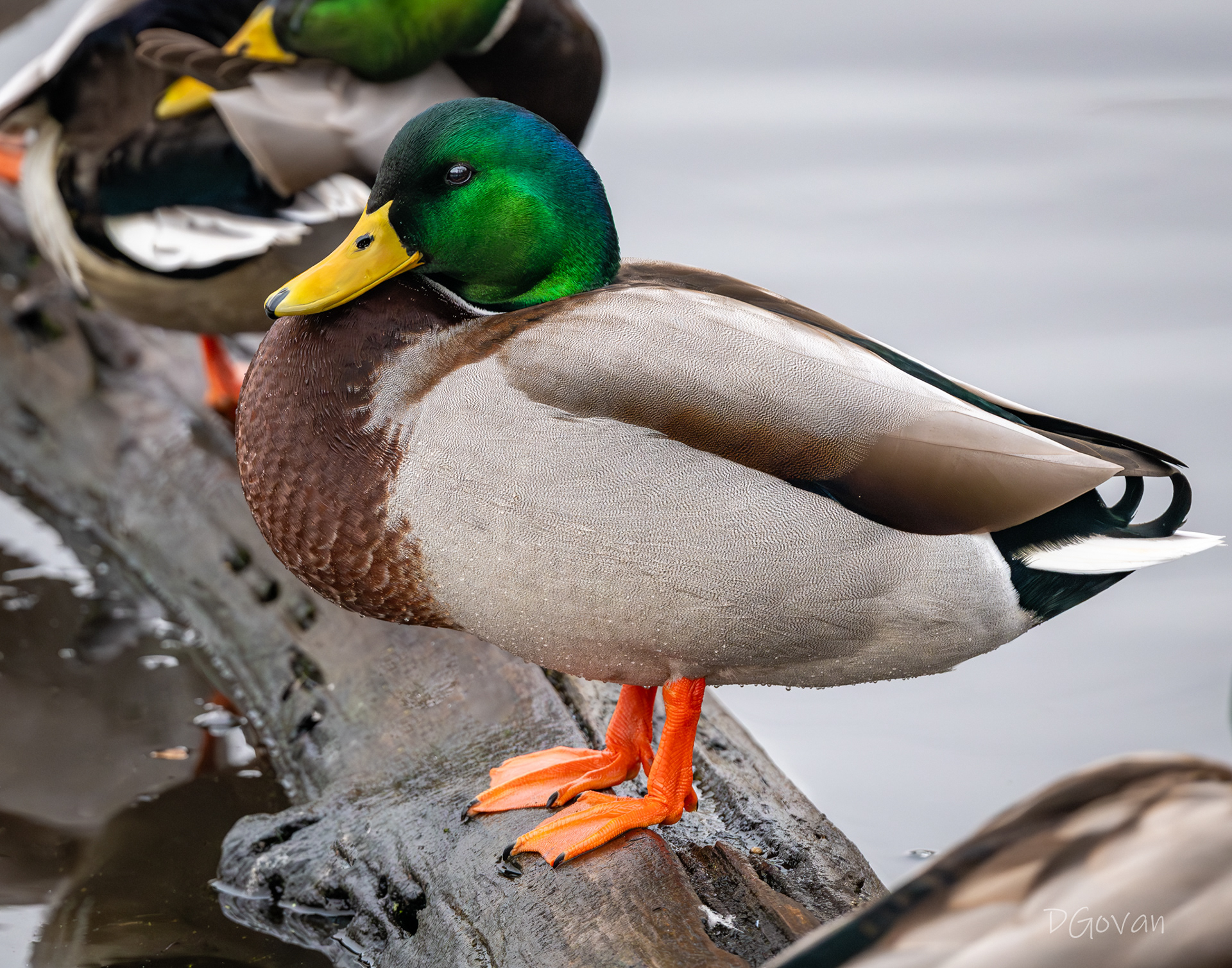 Mallard Male