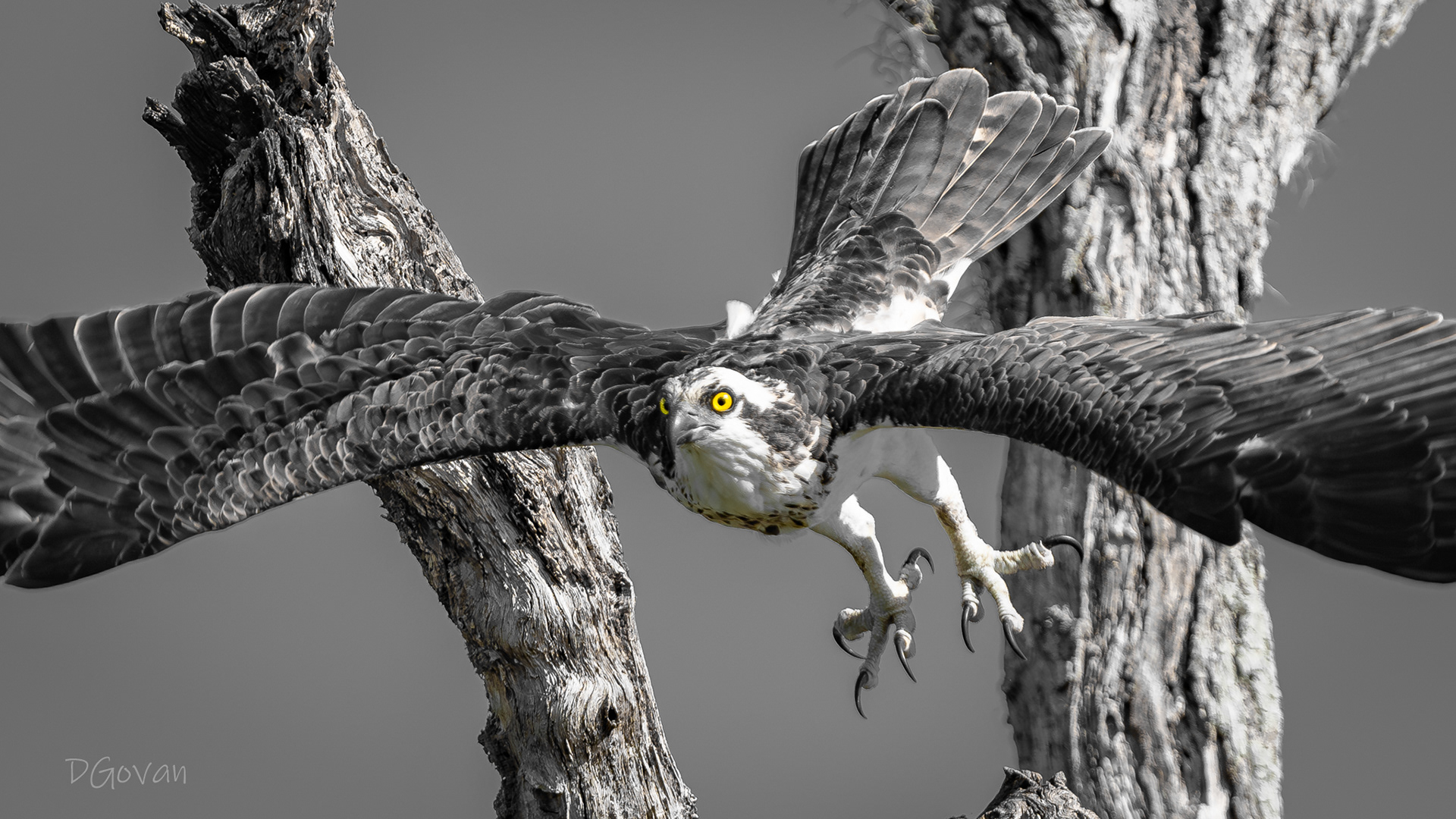 Fish Hawk - Osprey