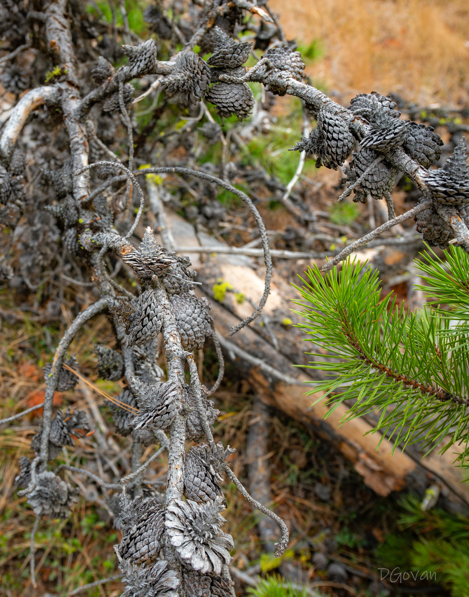 Silver Cones