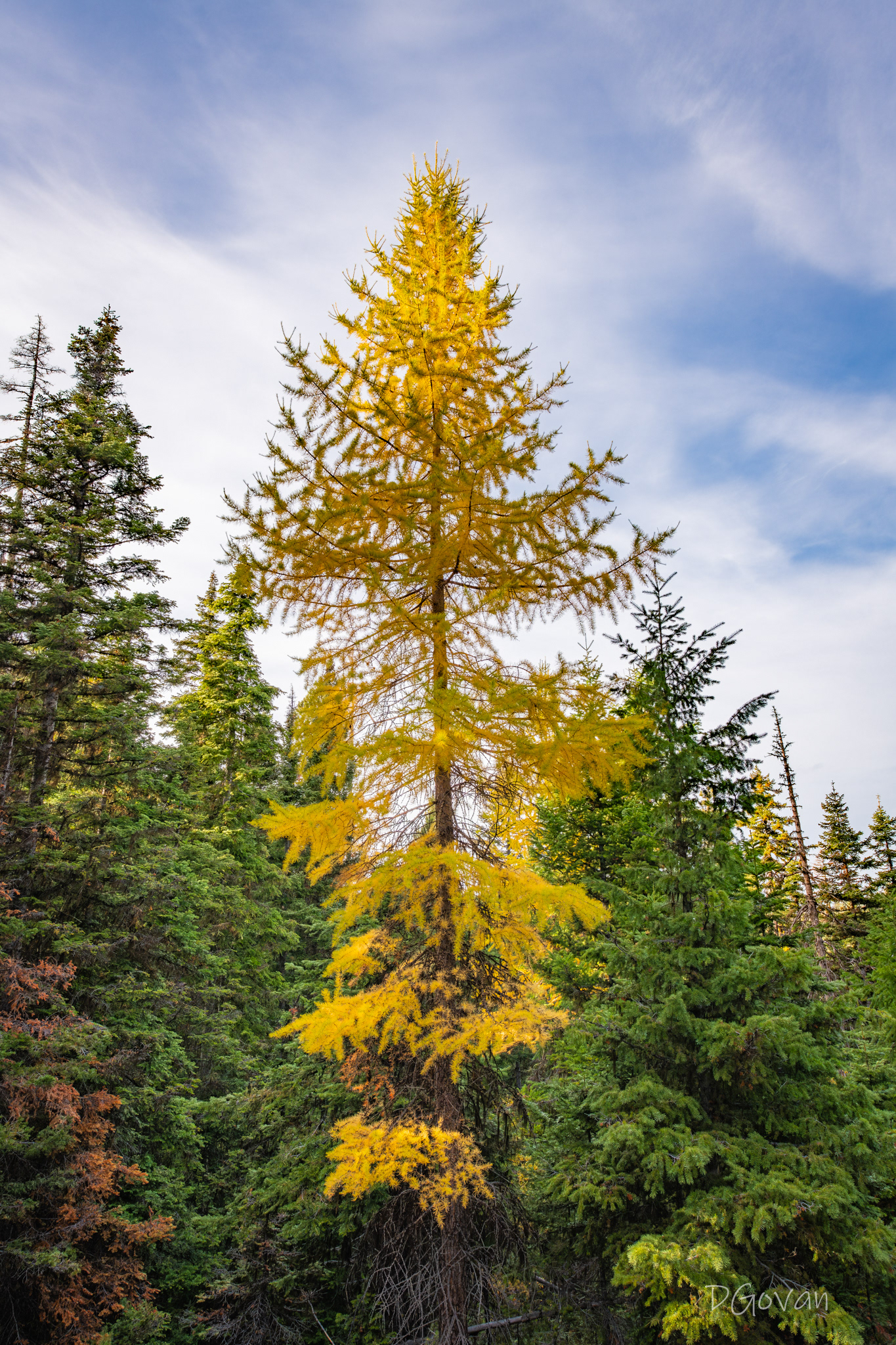 Western Larch