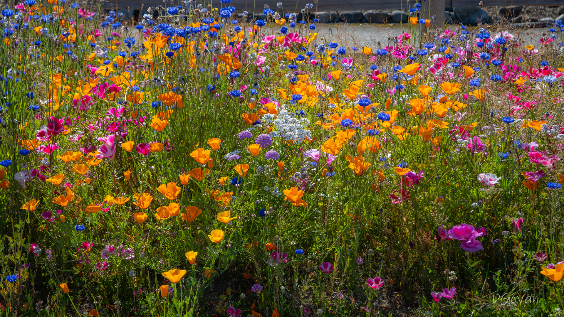 Wildflowers