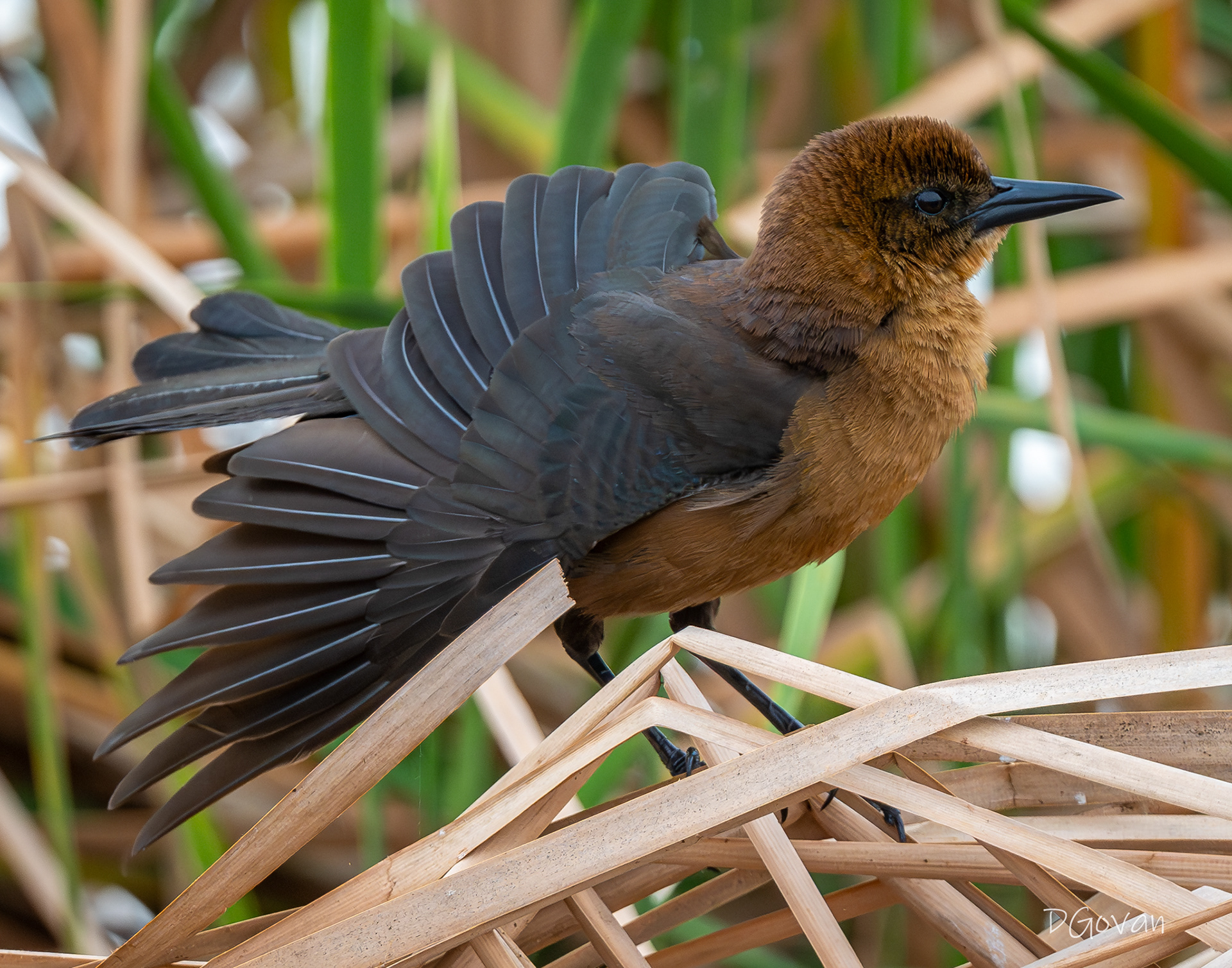 Boat-tailed Grackle female
