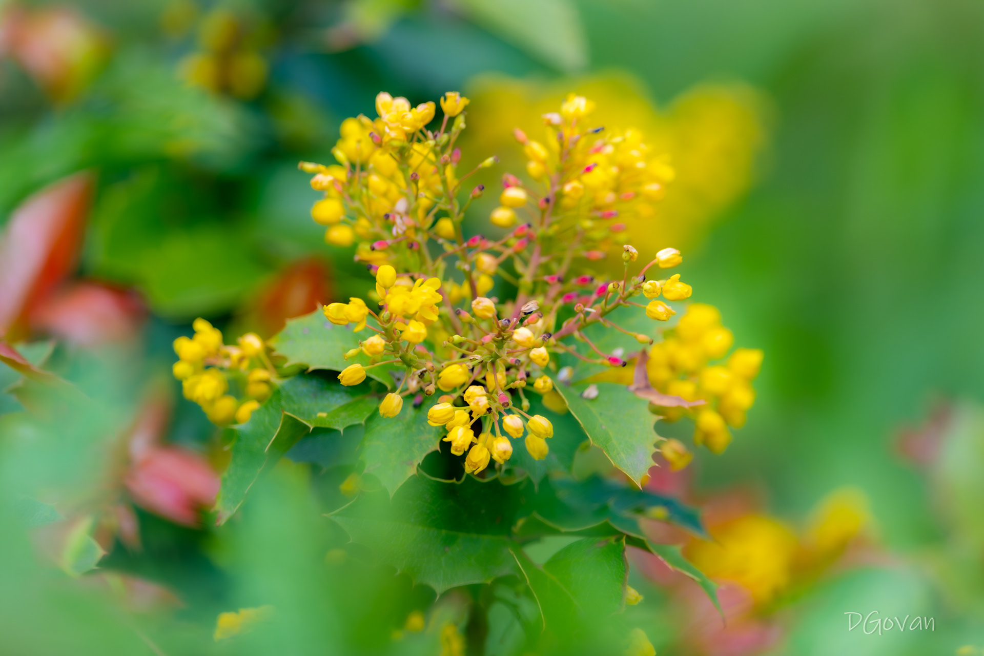 Oregon Grape