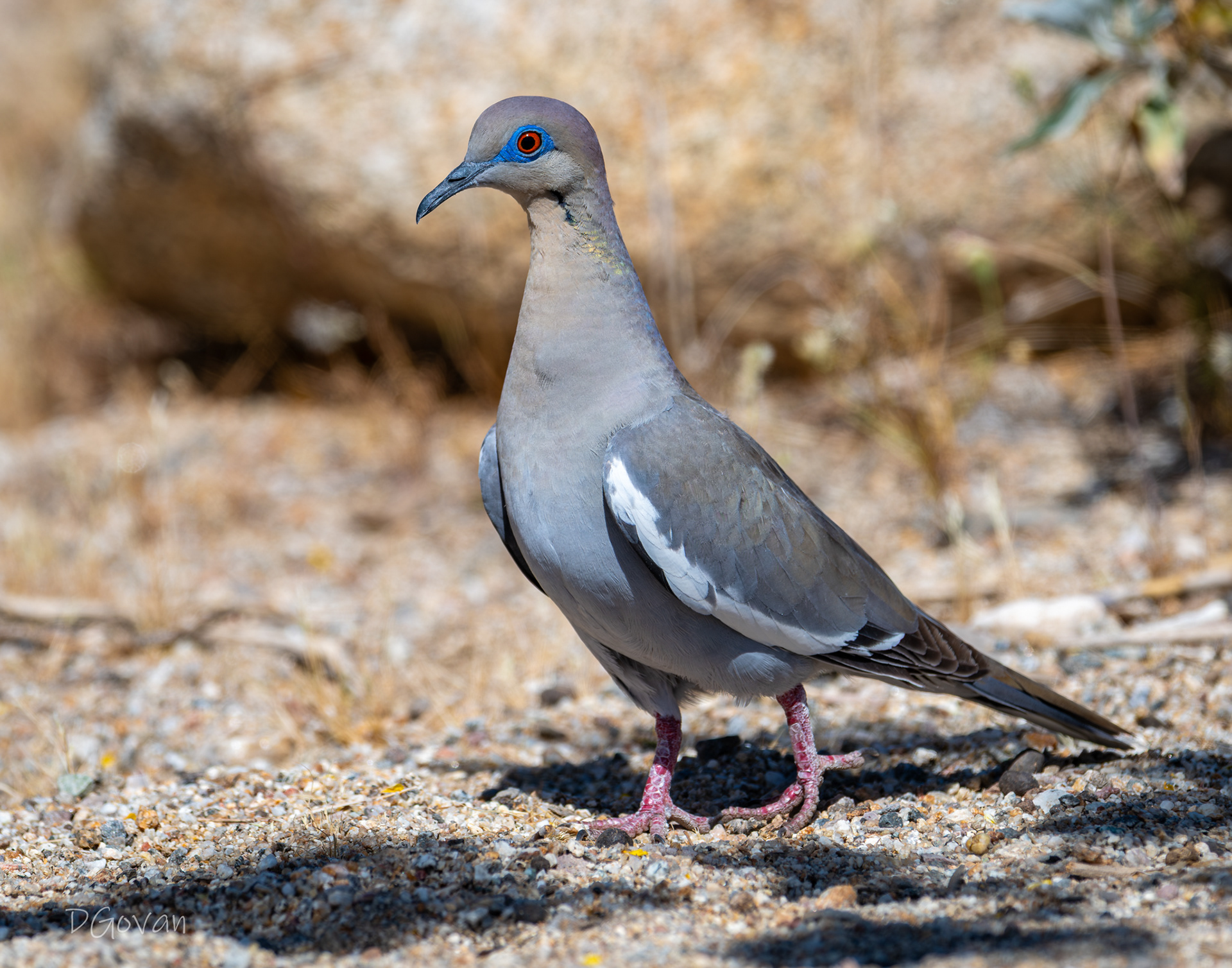 White-winged Dove