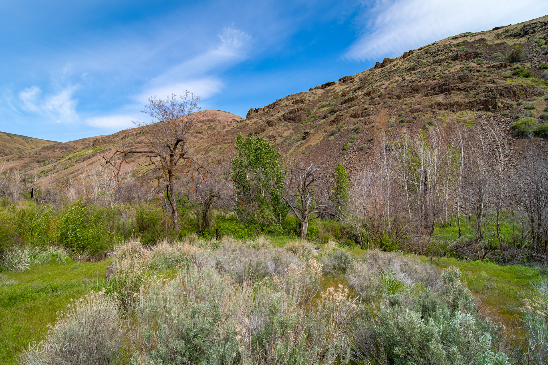 Umtanum Canyon, WA