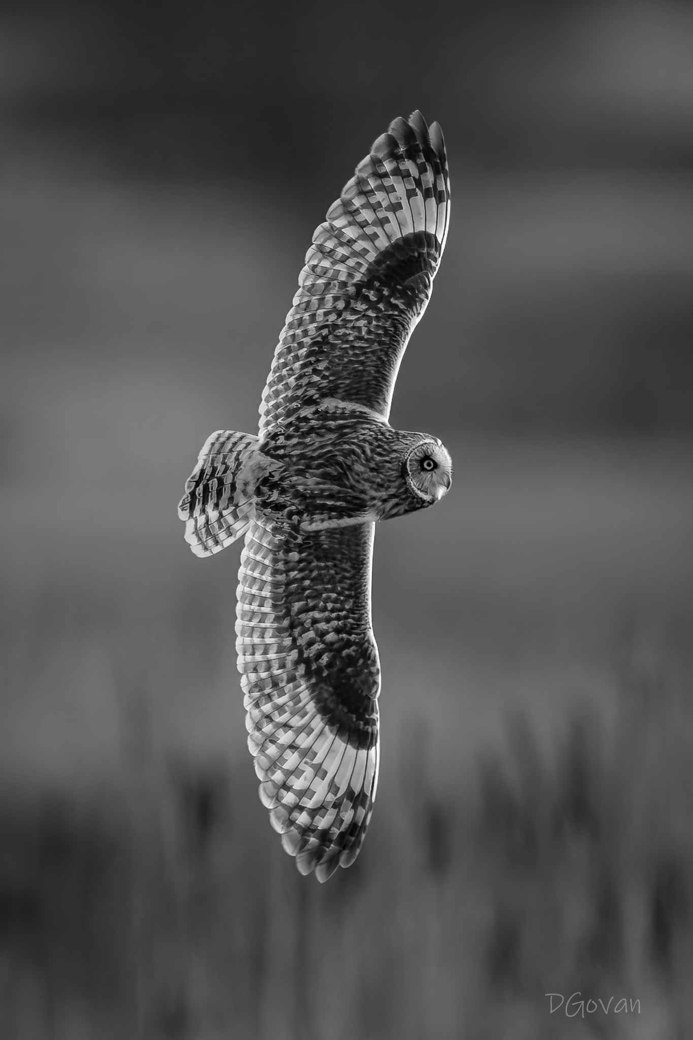 Short-eared Owl