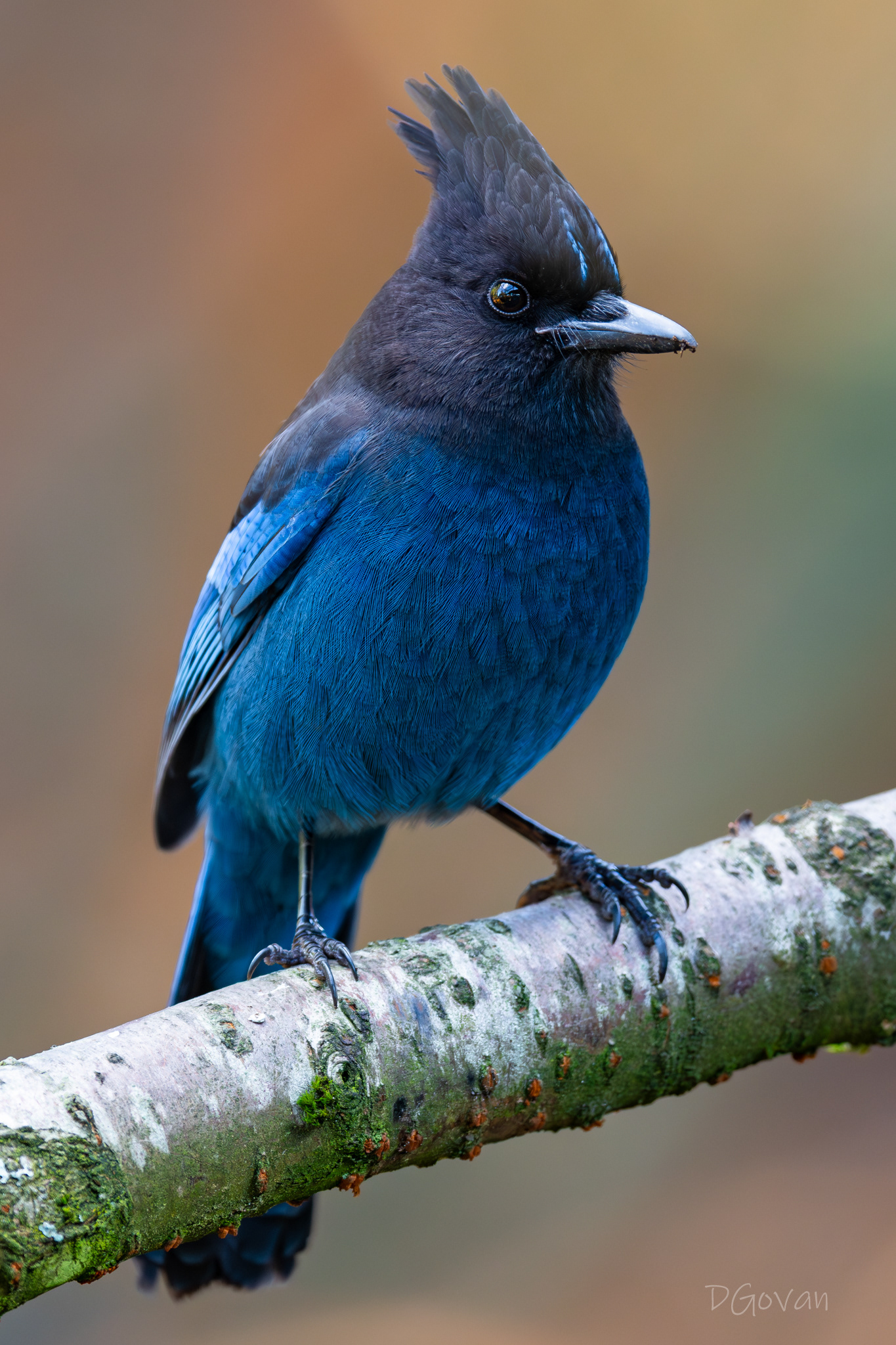 Steller's Jay