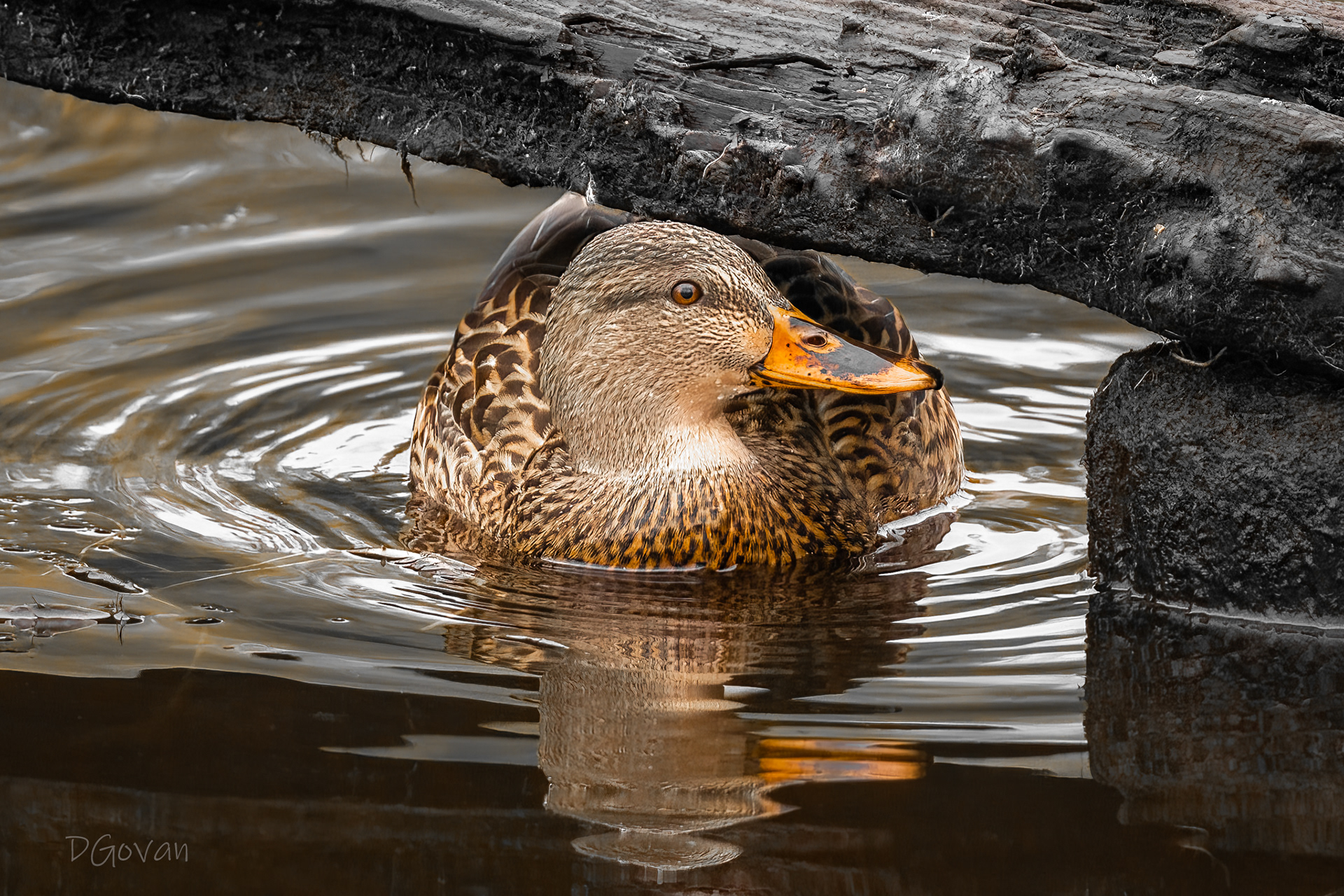 Mallard Female