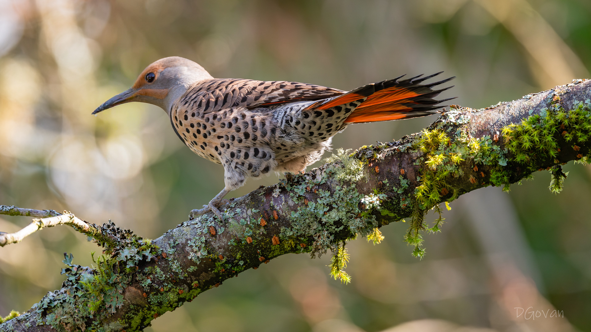 Northern Flicker Female