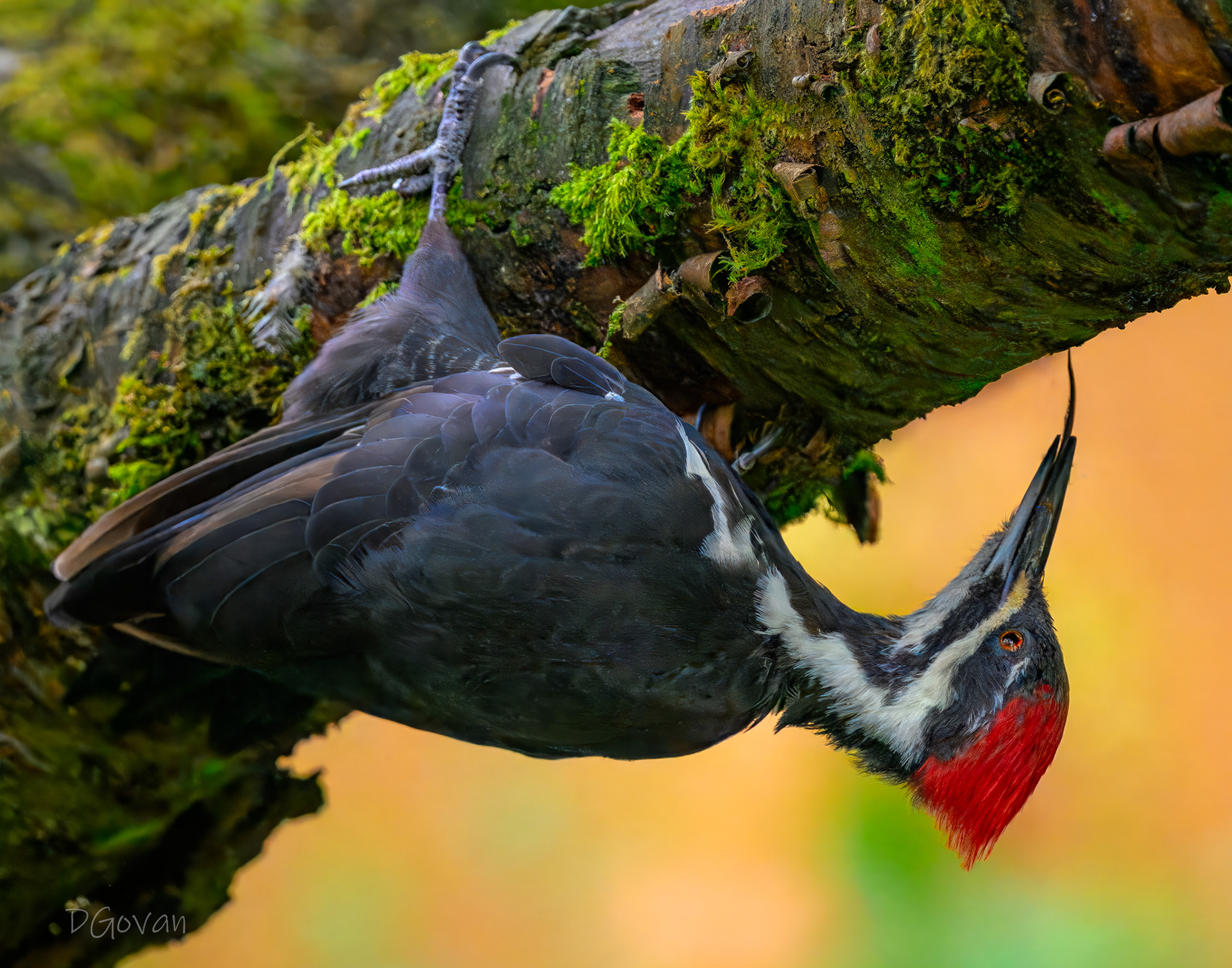Hang in There! - Female Pileated