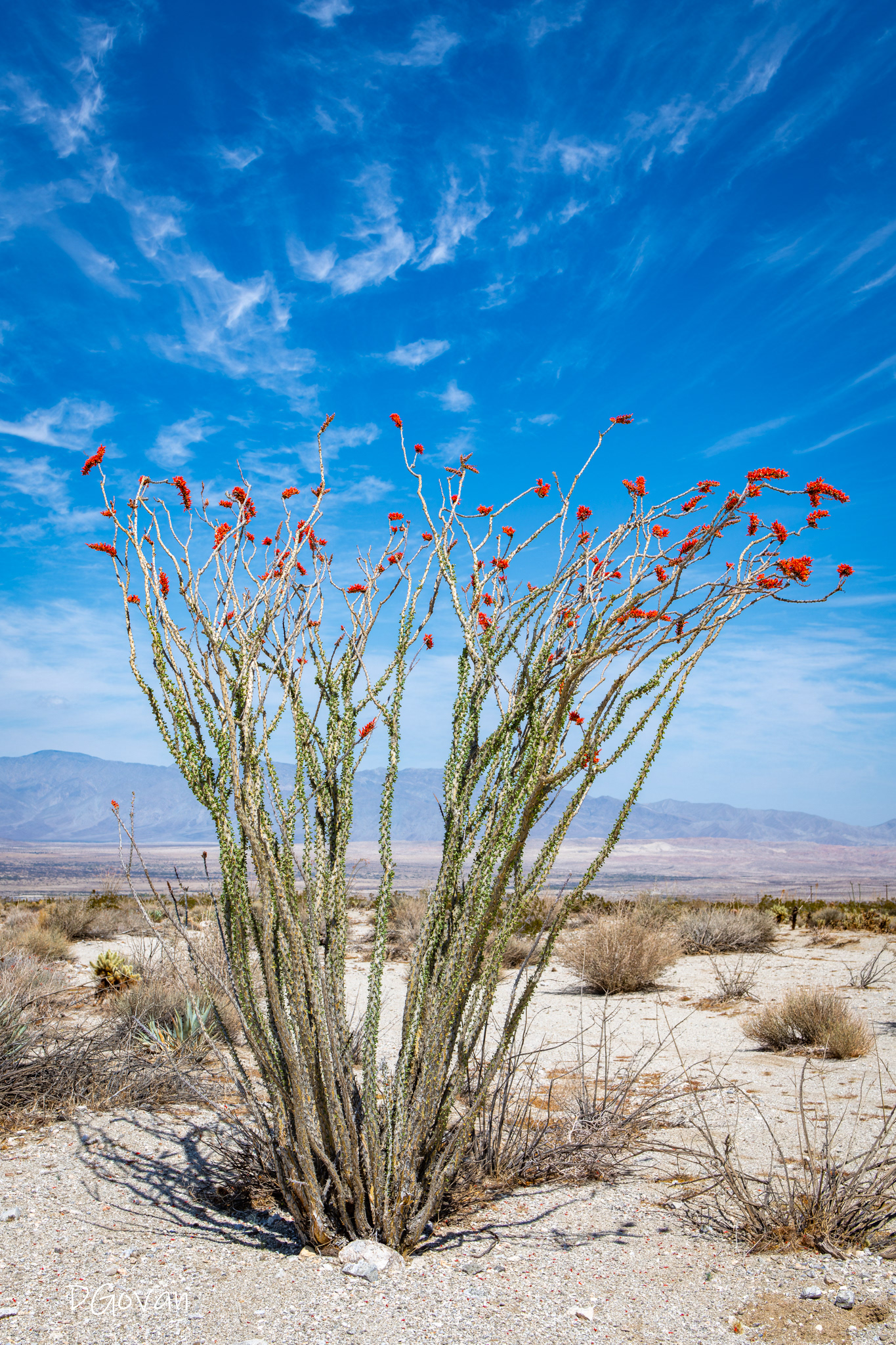 Anza- Borrego Ocotillo