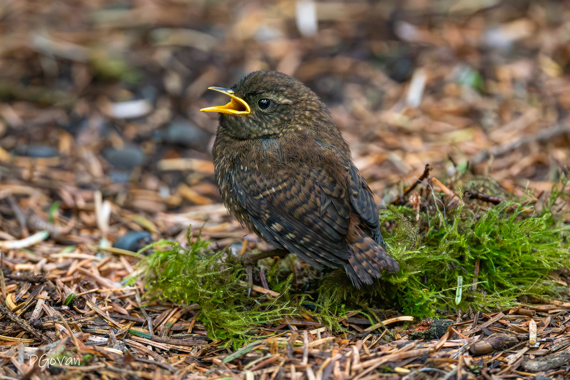Baby Pacific Wren