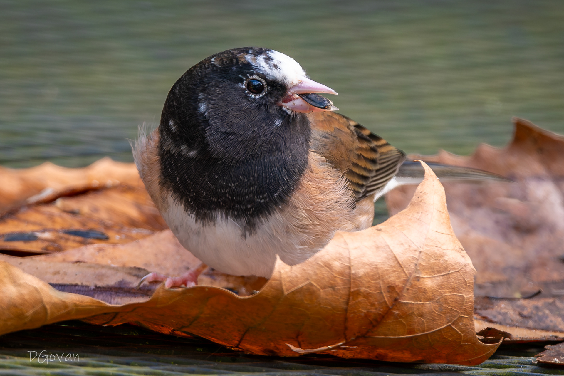 Leucistic Dark-eyed Junco