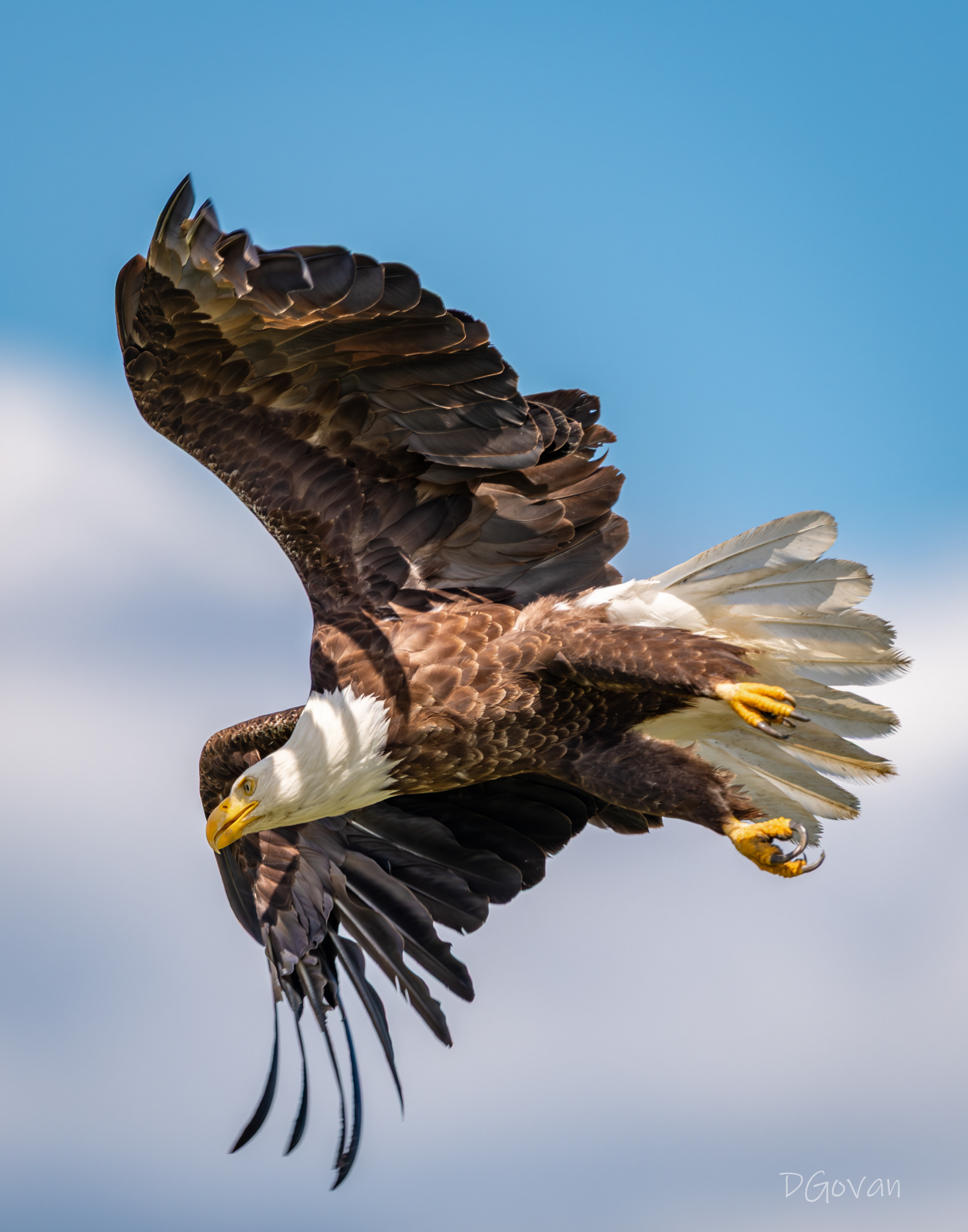 Dive Bomber