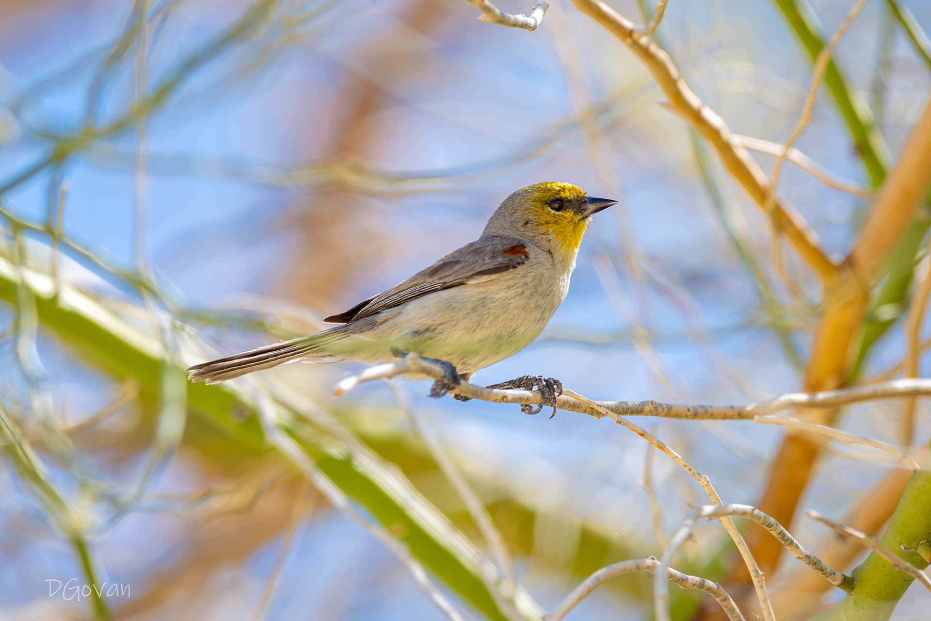Verdin