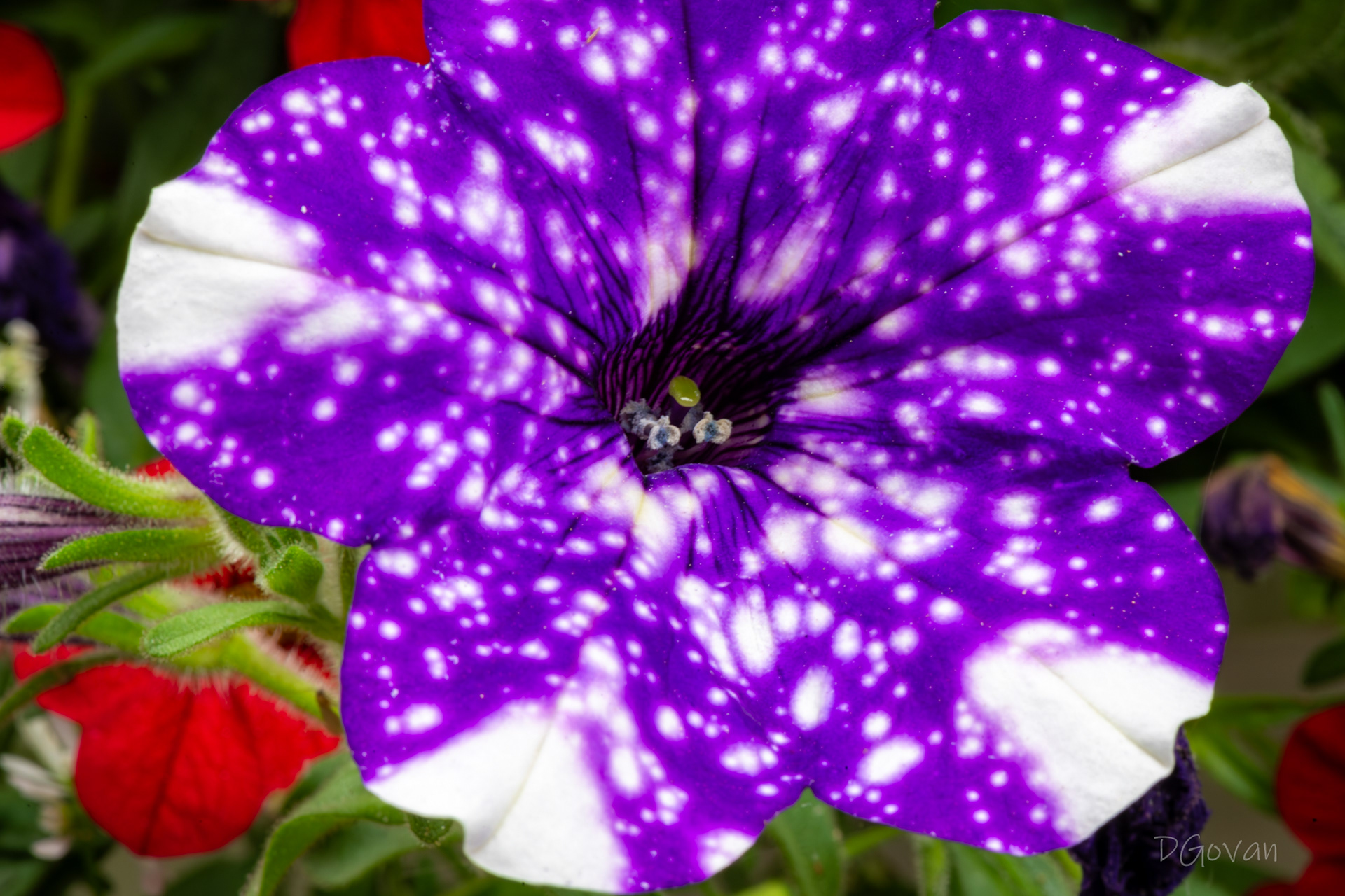 Cosmos