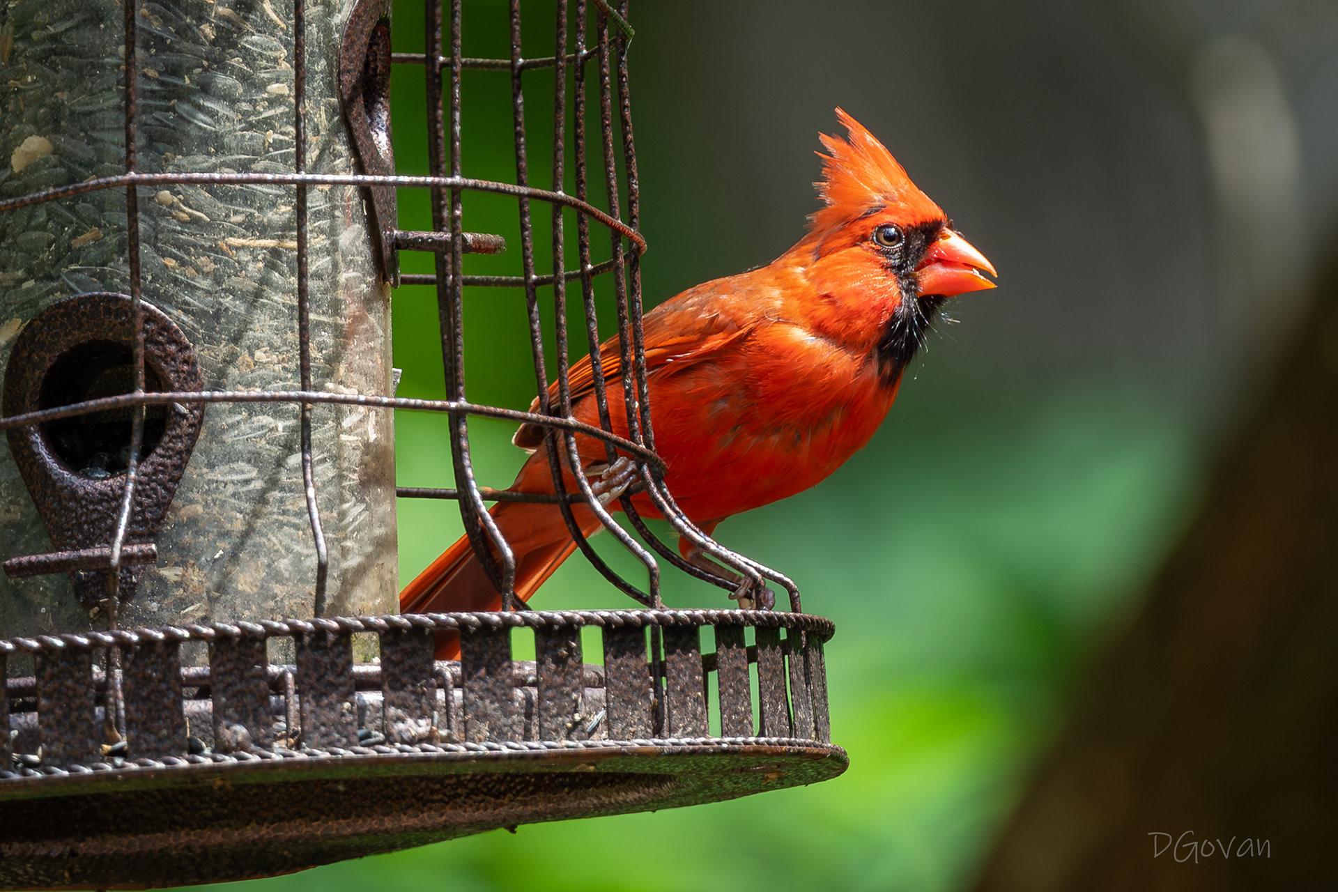 Cardinal