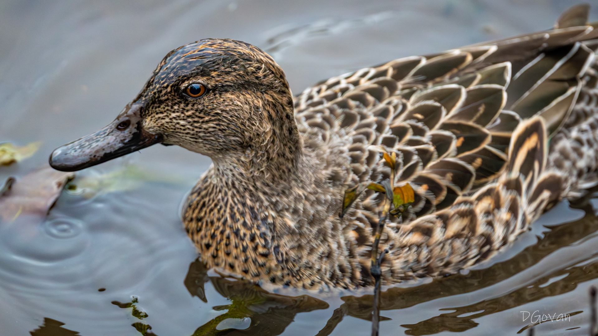 Green Teal Female