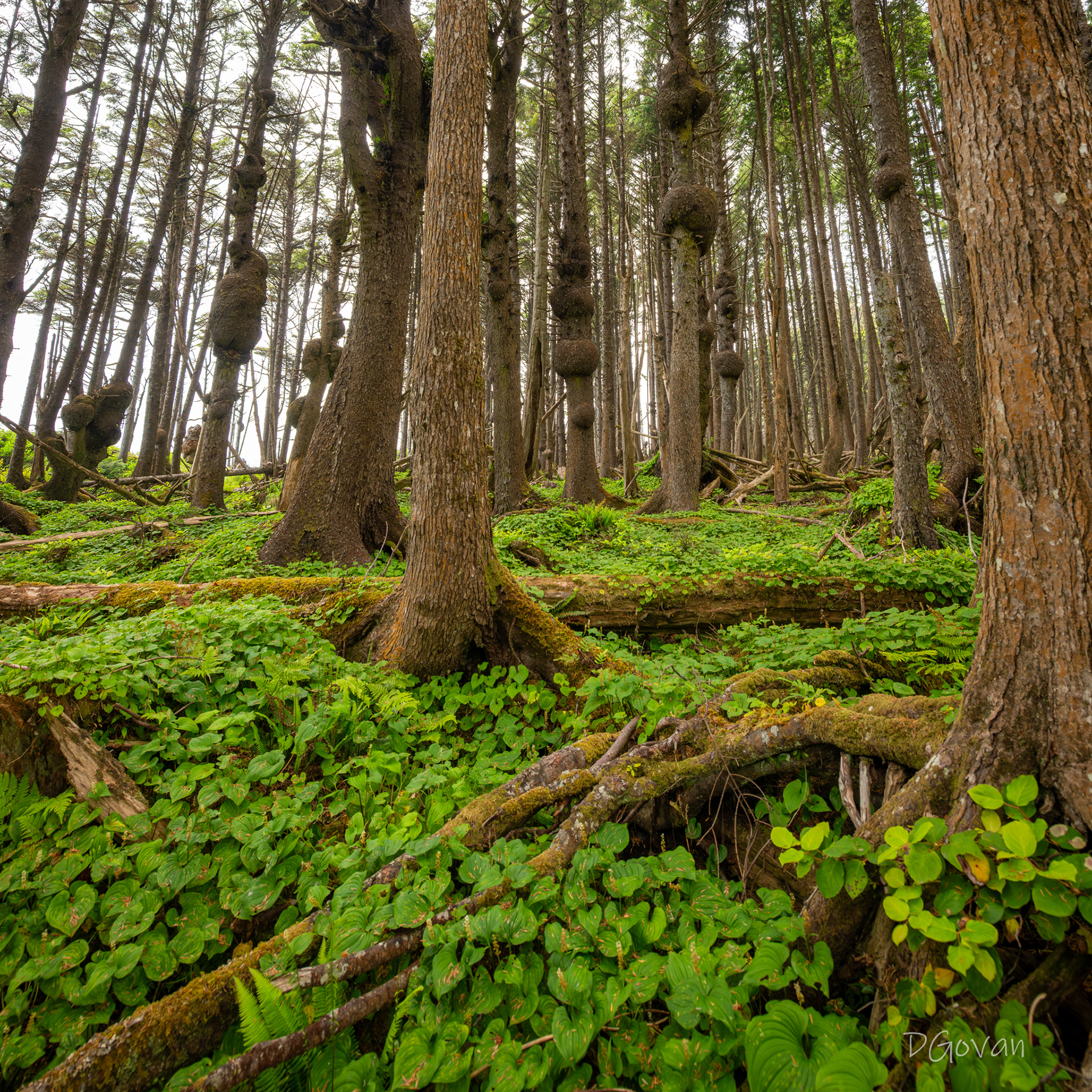 Alien Forest