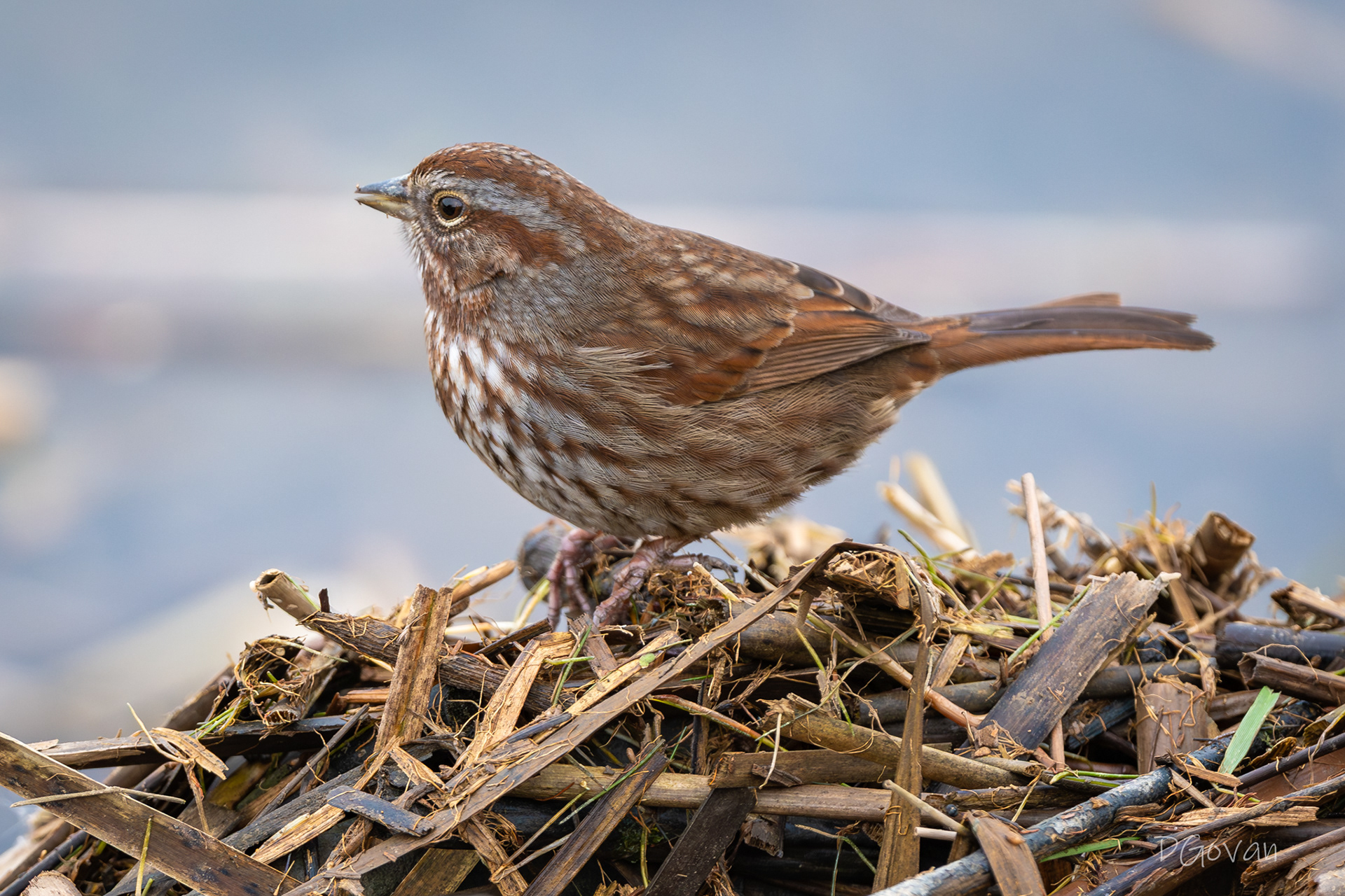 Sond Sparrow