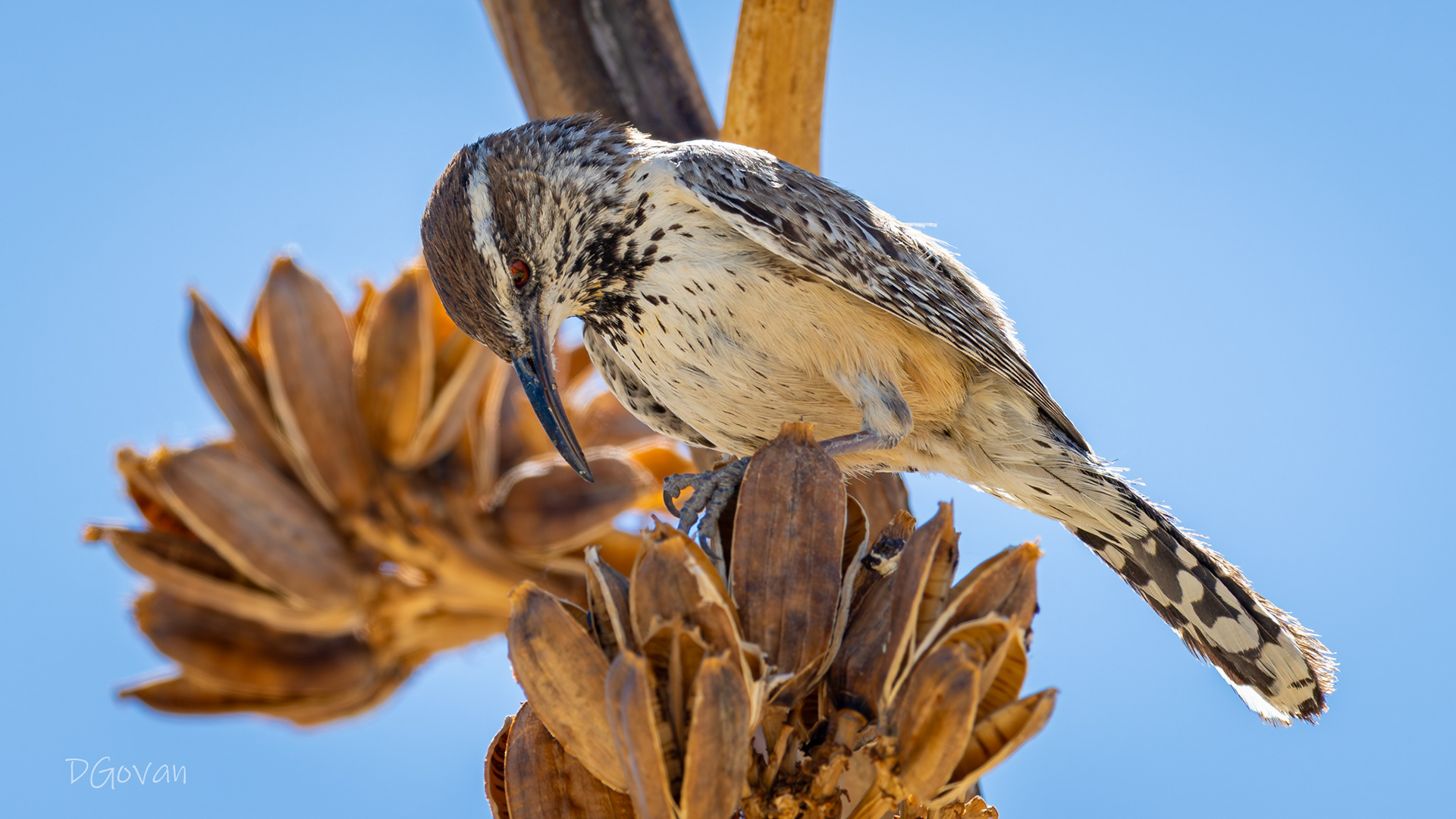 Cactus Wren