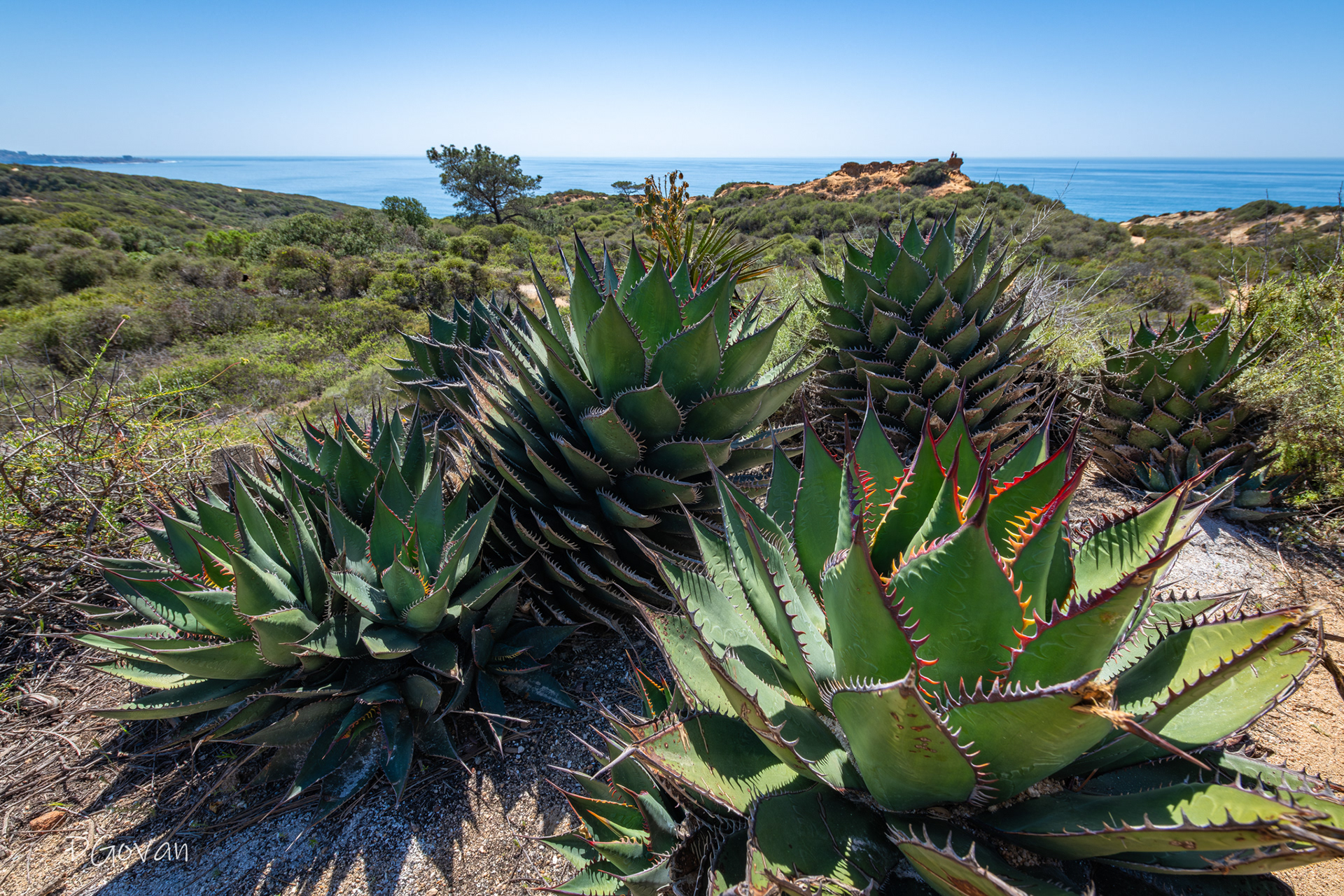 Coastal Agave - Torrey Pines, CA