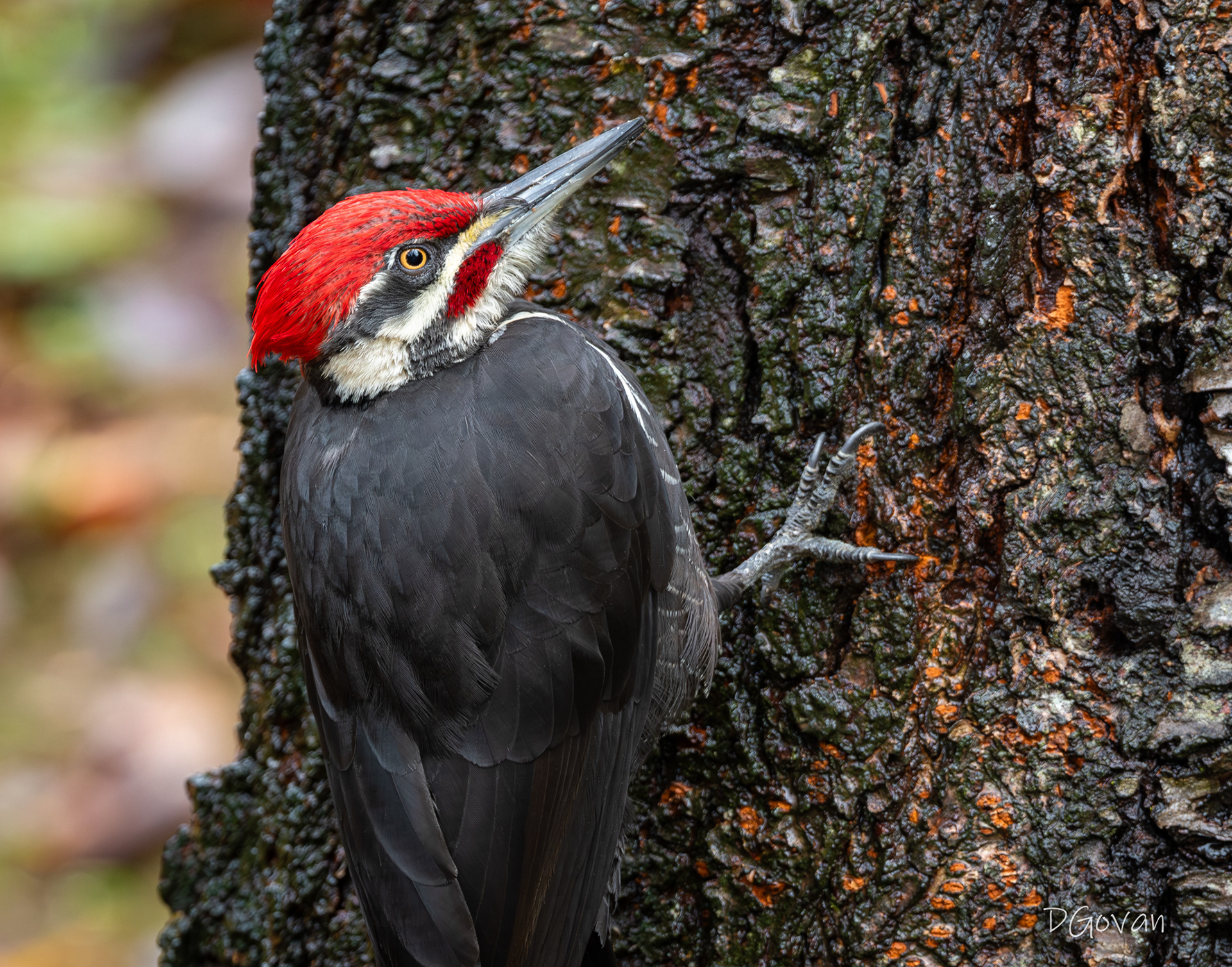 Pileated Woodpecker